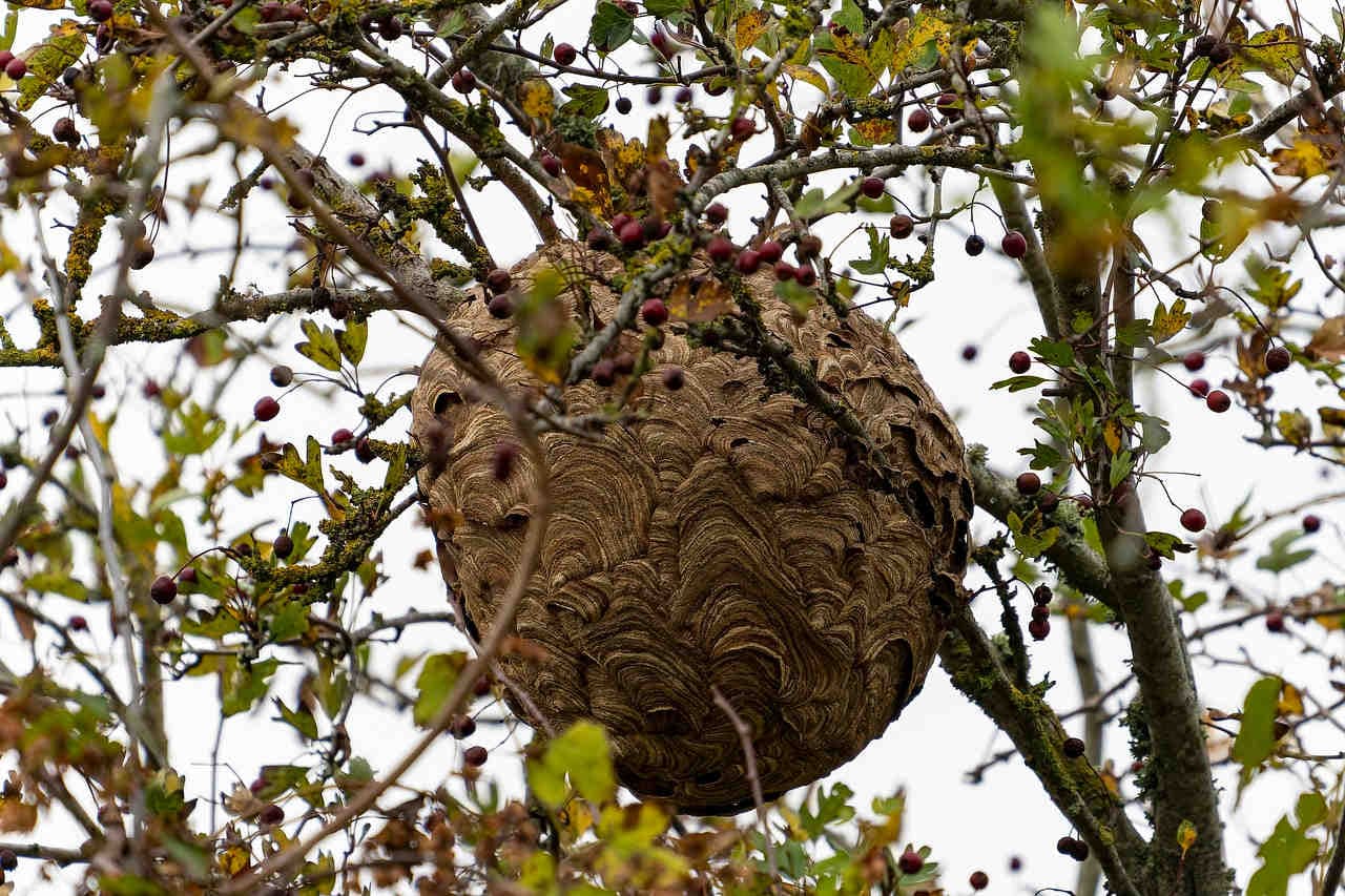 nido vespa velutina