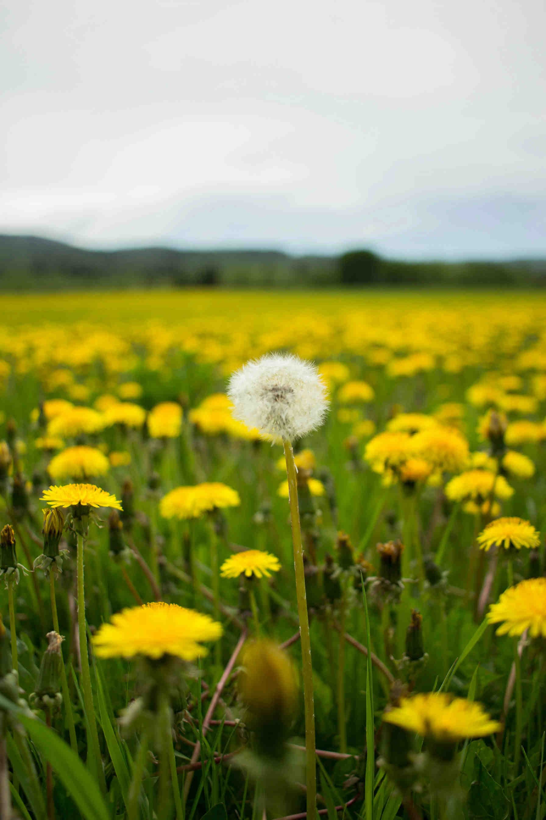 3bee-blog-perché-si-chiama-piscialetto