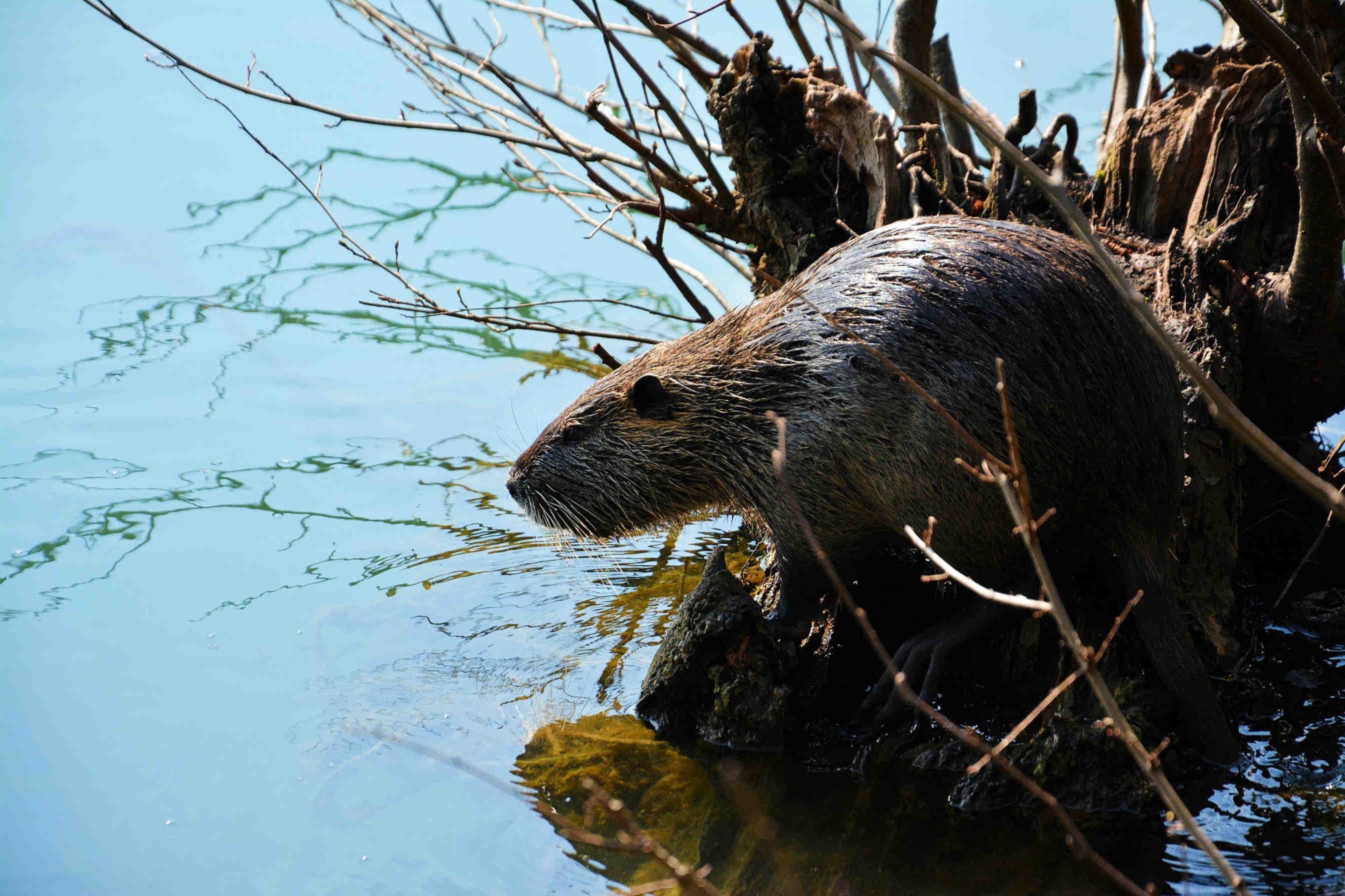 un castor sur des branches dans un cours d'eau
