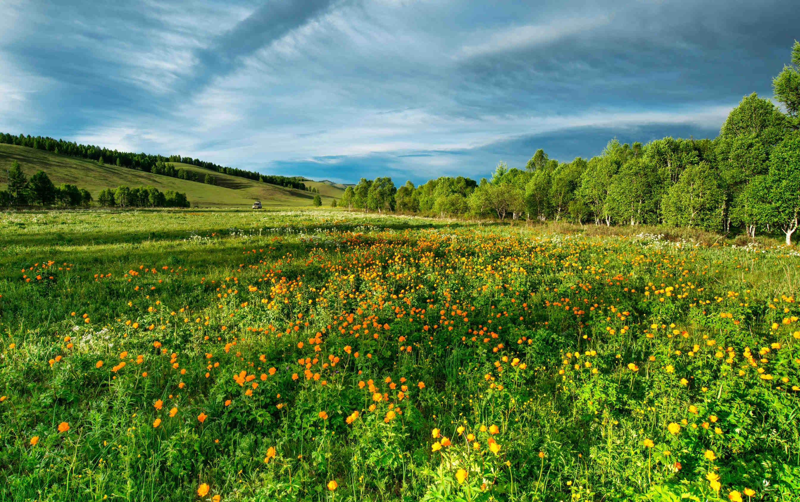 biodiveristà campo