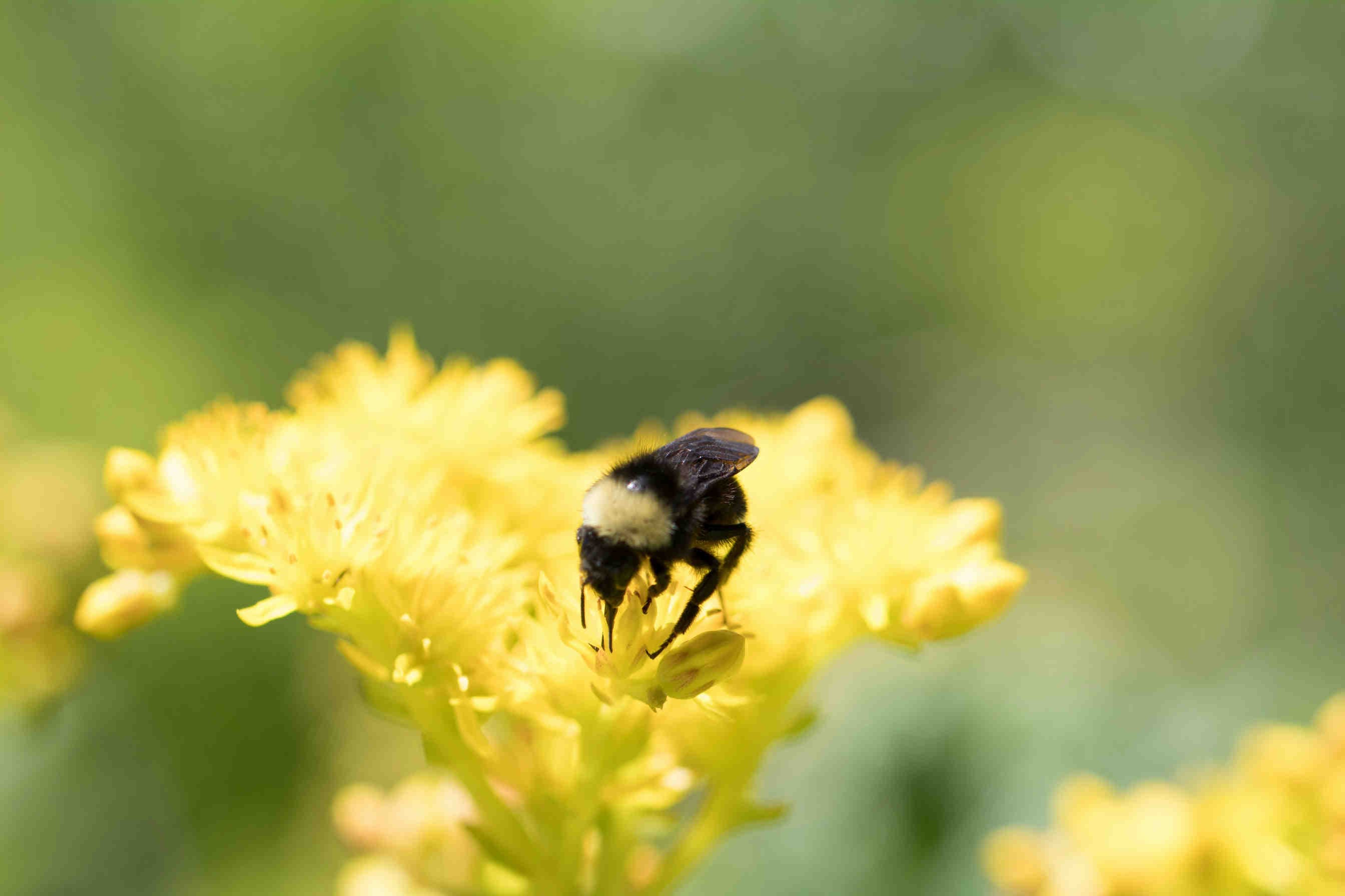 XNatura-Score-Platform-per-la-rendicontazione-di-biodiversità