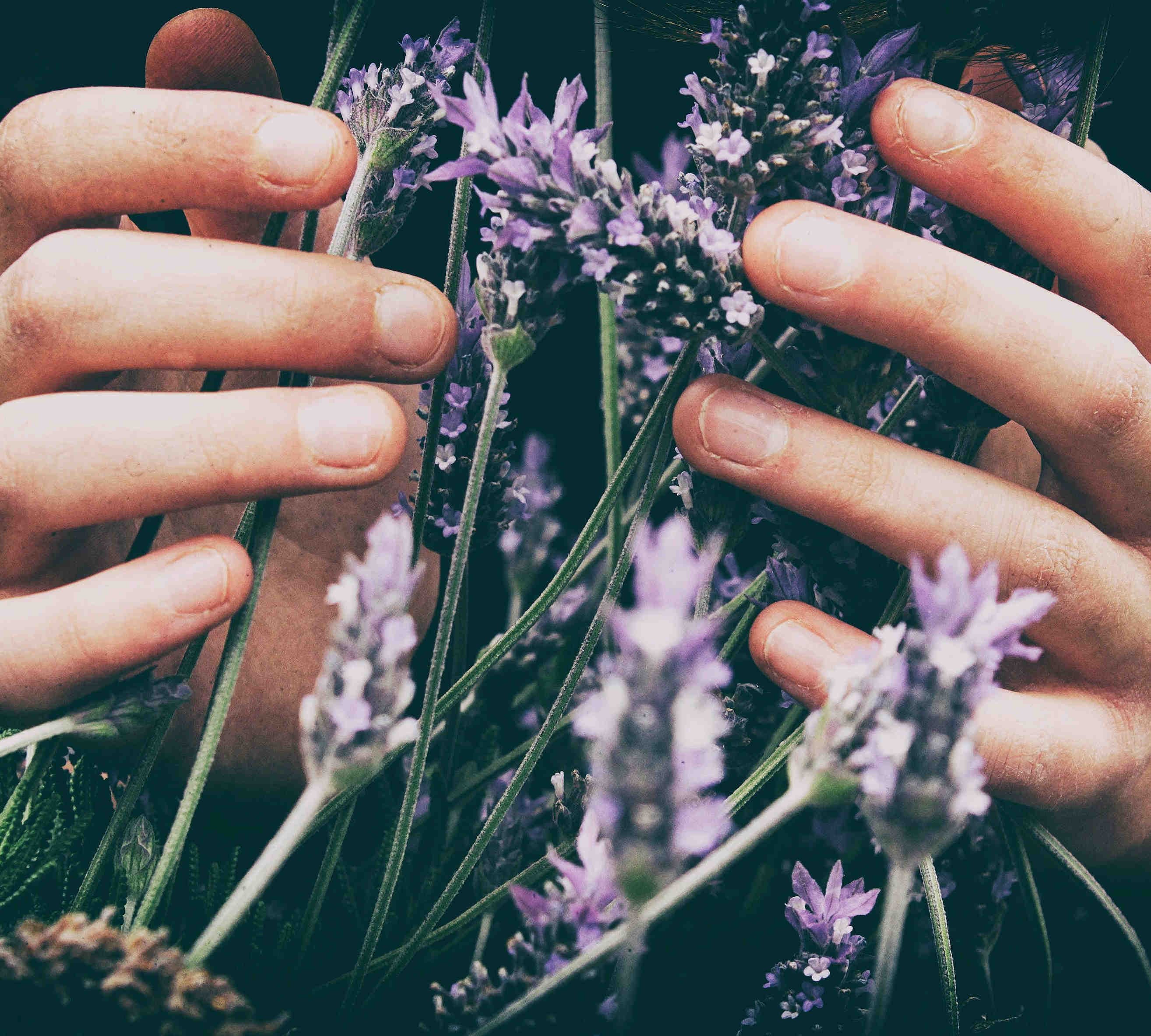Plants in human hands