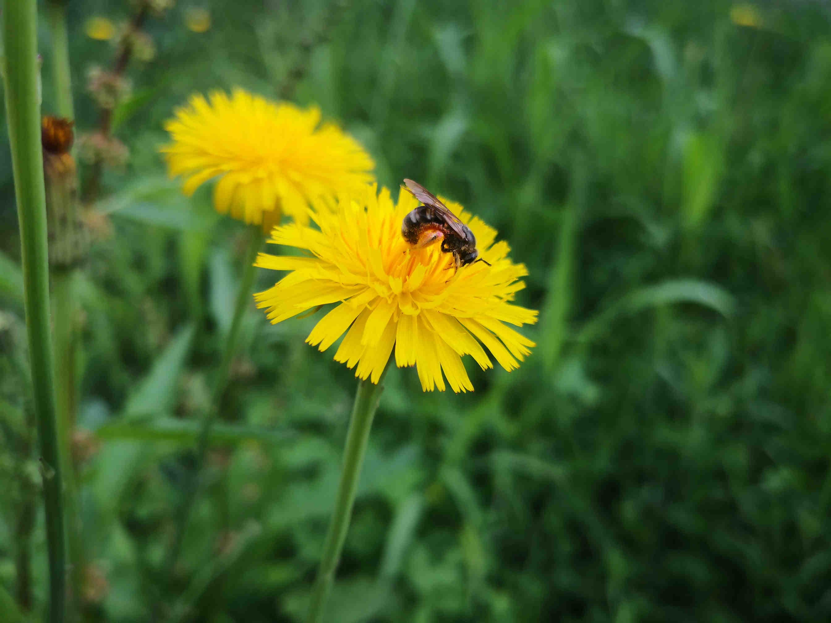 declino impollinatori
