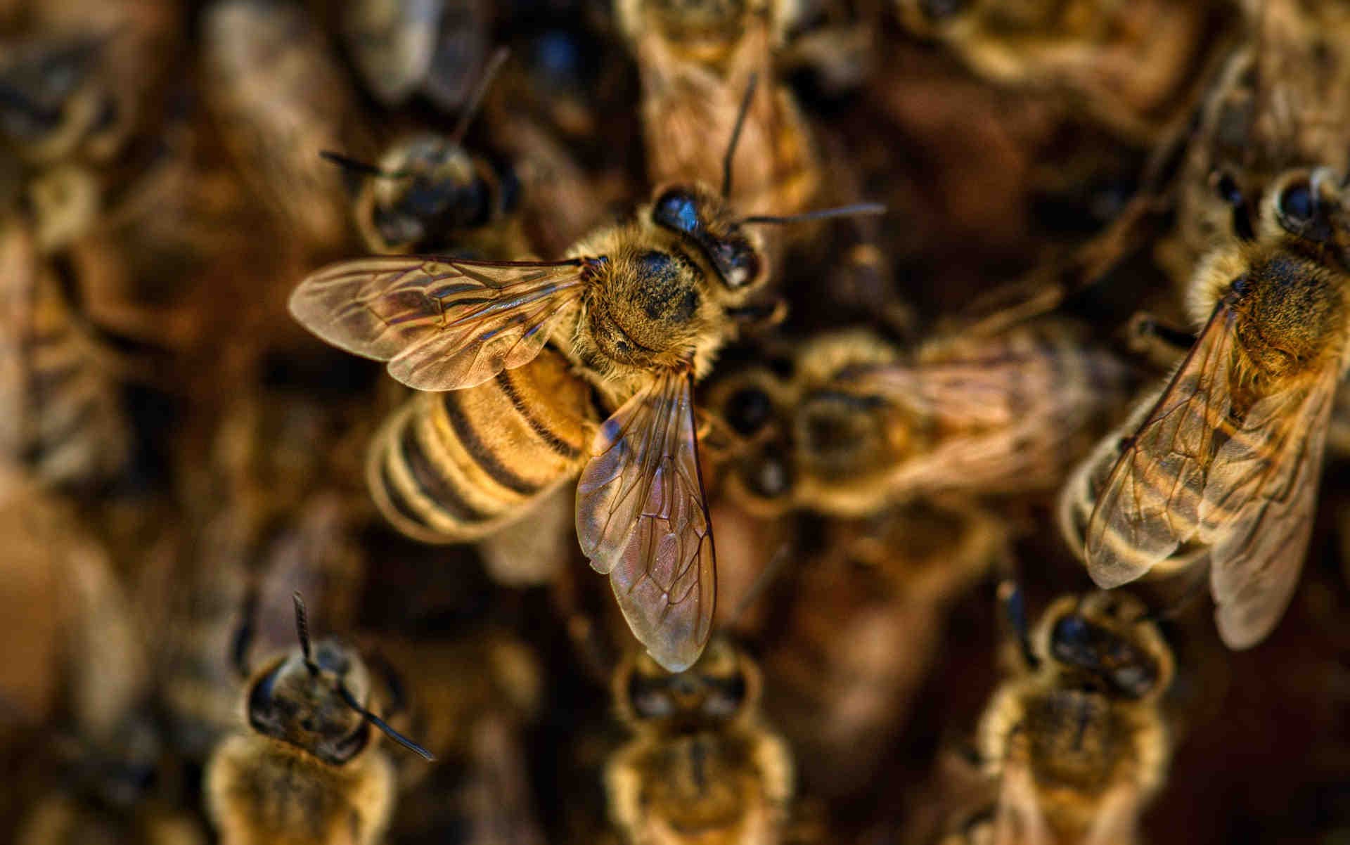 Unterstützen Sie einen lokalen Imker und seine Bienen