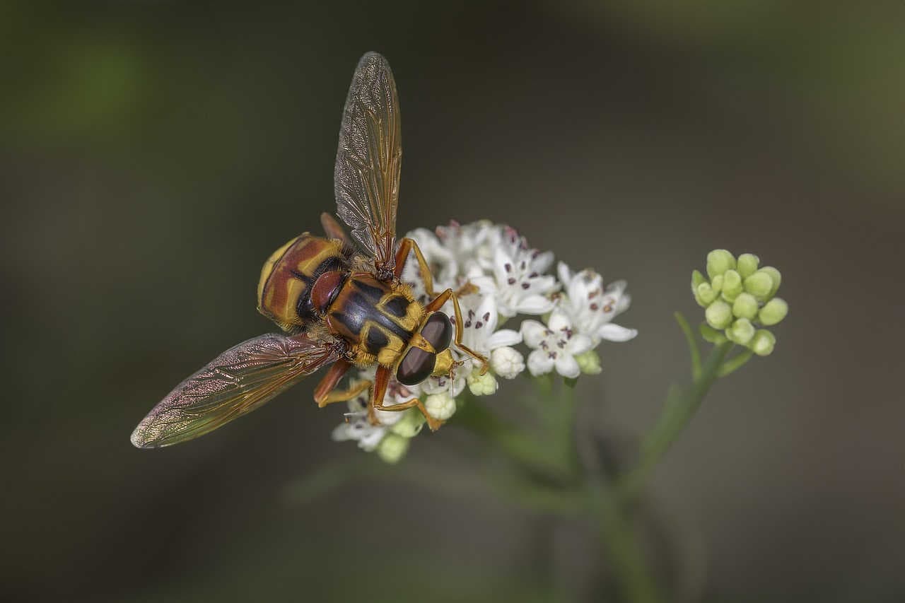 Milesia crabroniformis