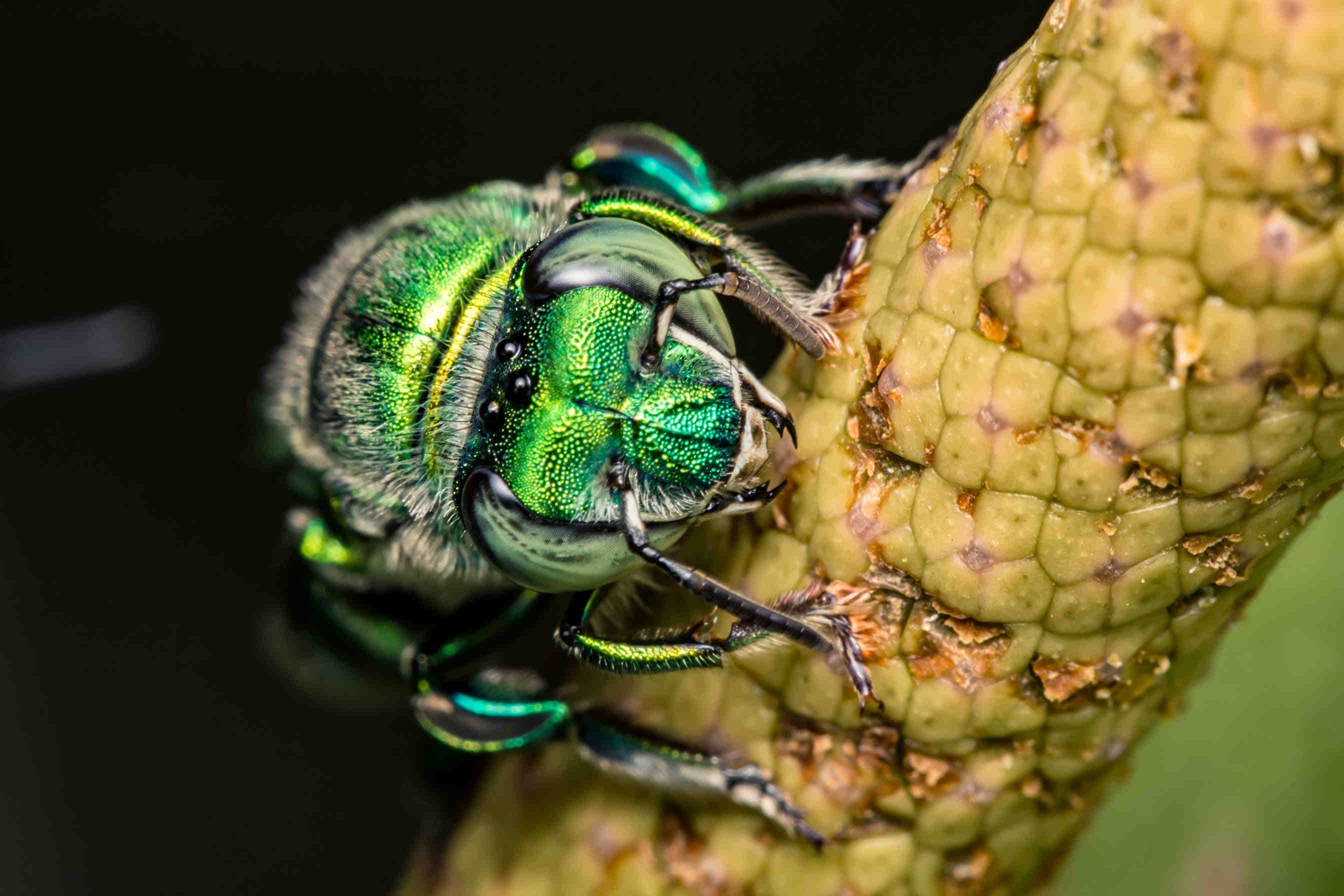 Impollinatori essenziali: il ruolo delle Orchid Bees