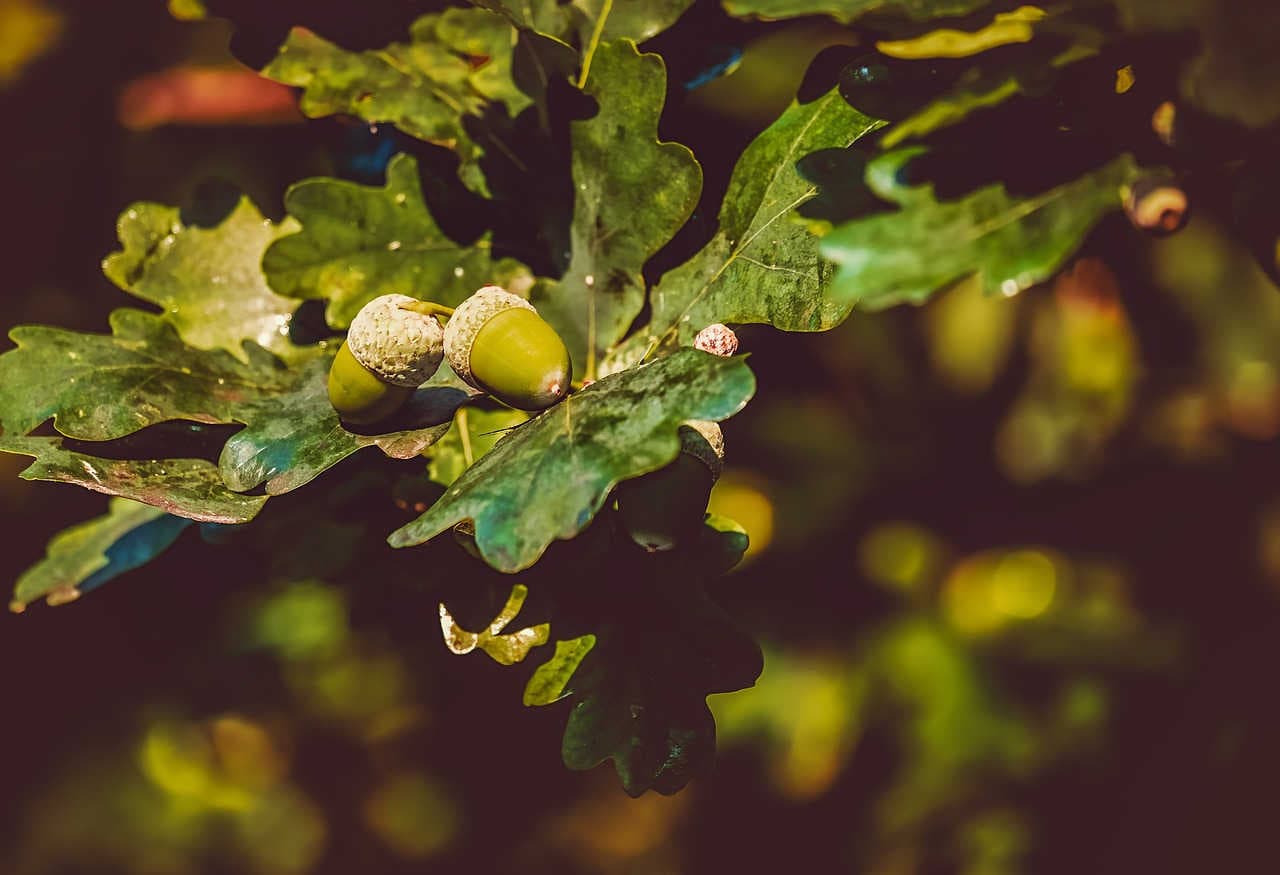 Quercus: l’insieme di circa 500 specie