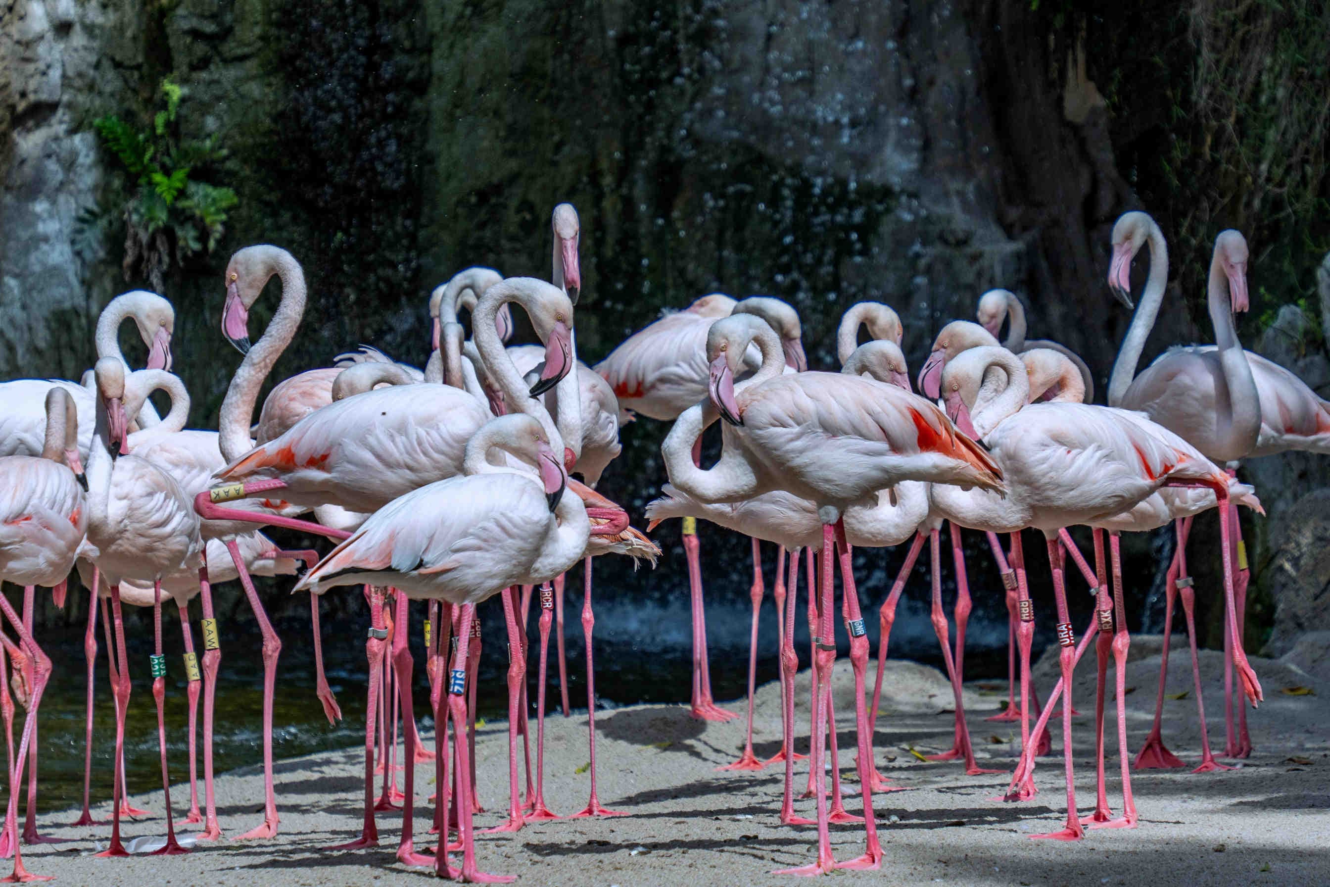 Perdita di biodiversità