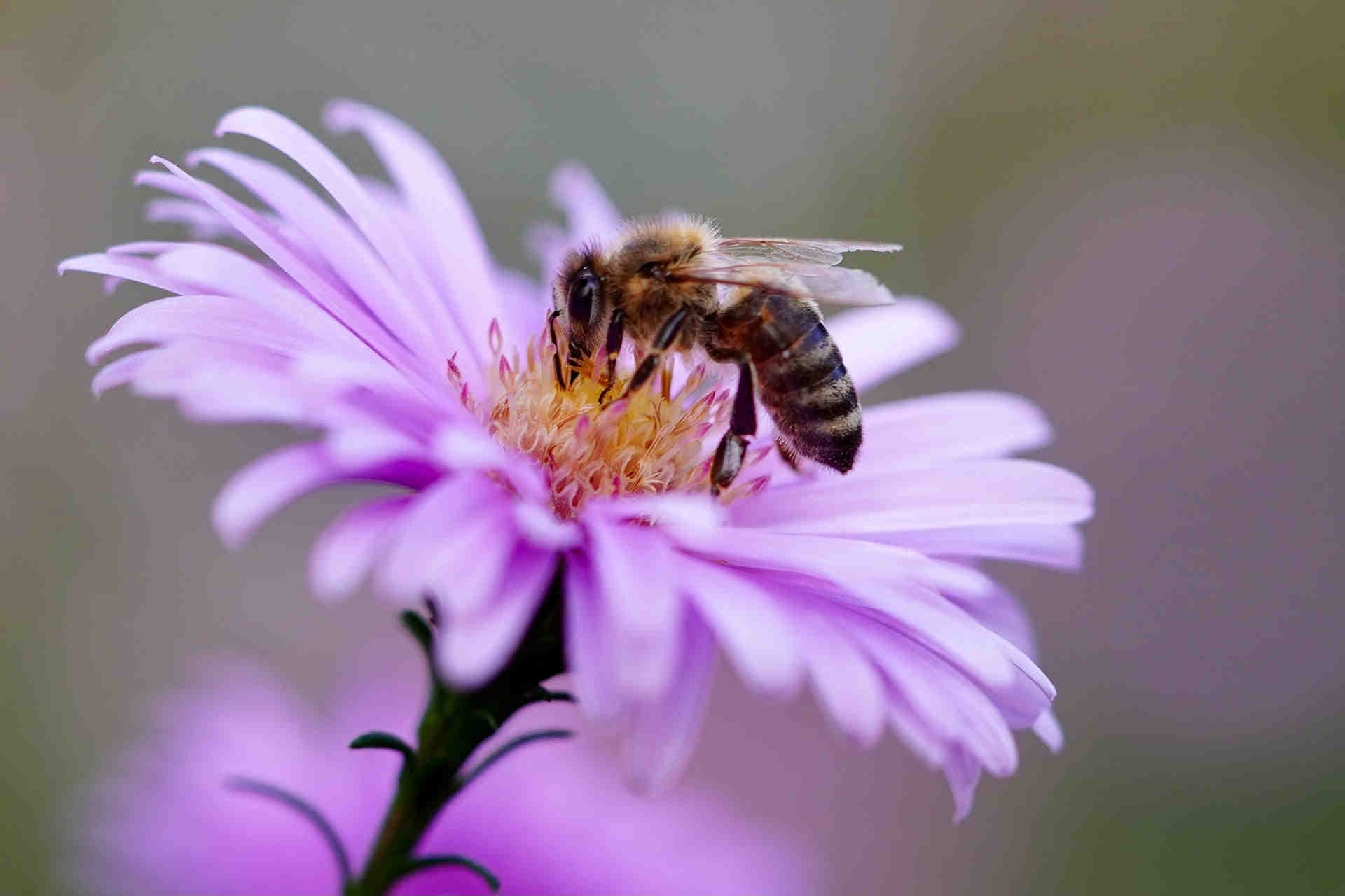 ape su fiore