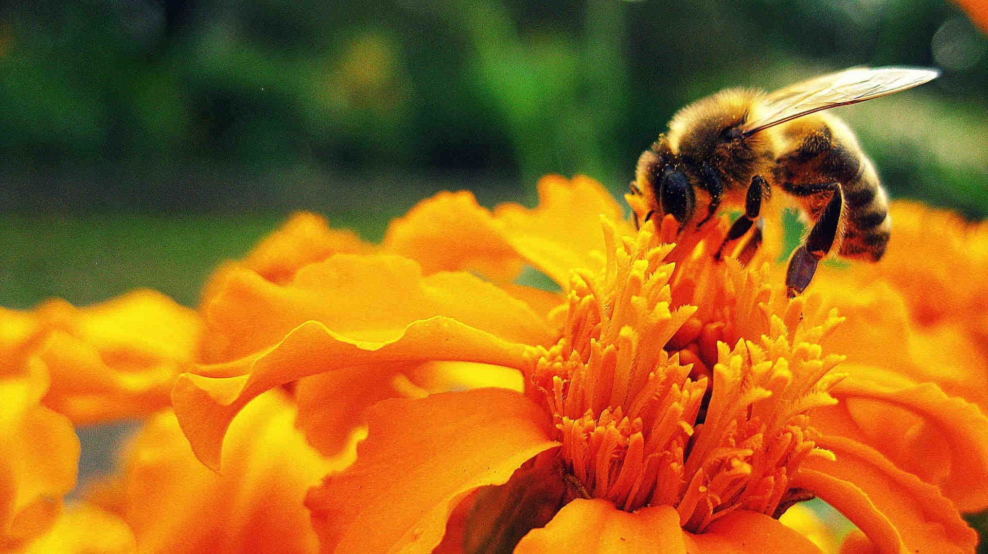 La risposta di 3Bee all’accordo Kunming-Montreal