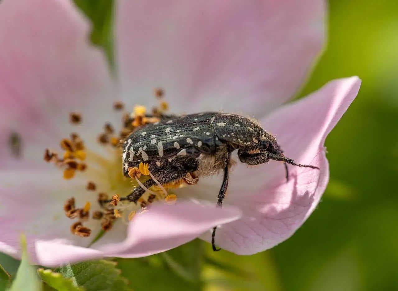Scarabeo: curiosità e il suo ruolo come impollinatore
