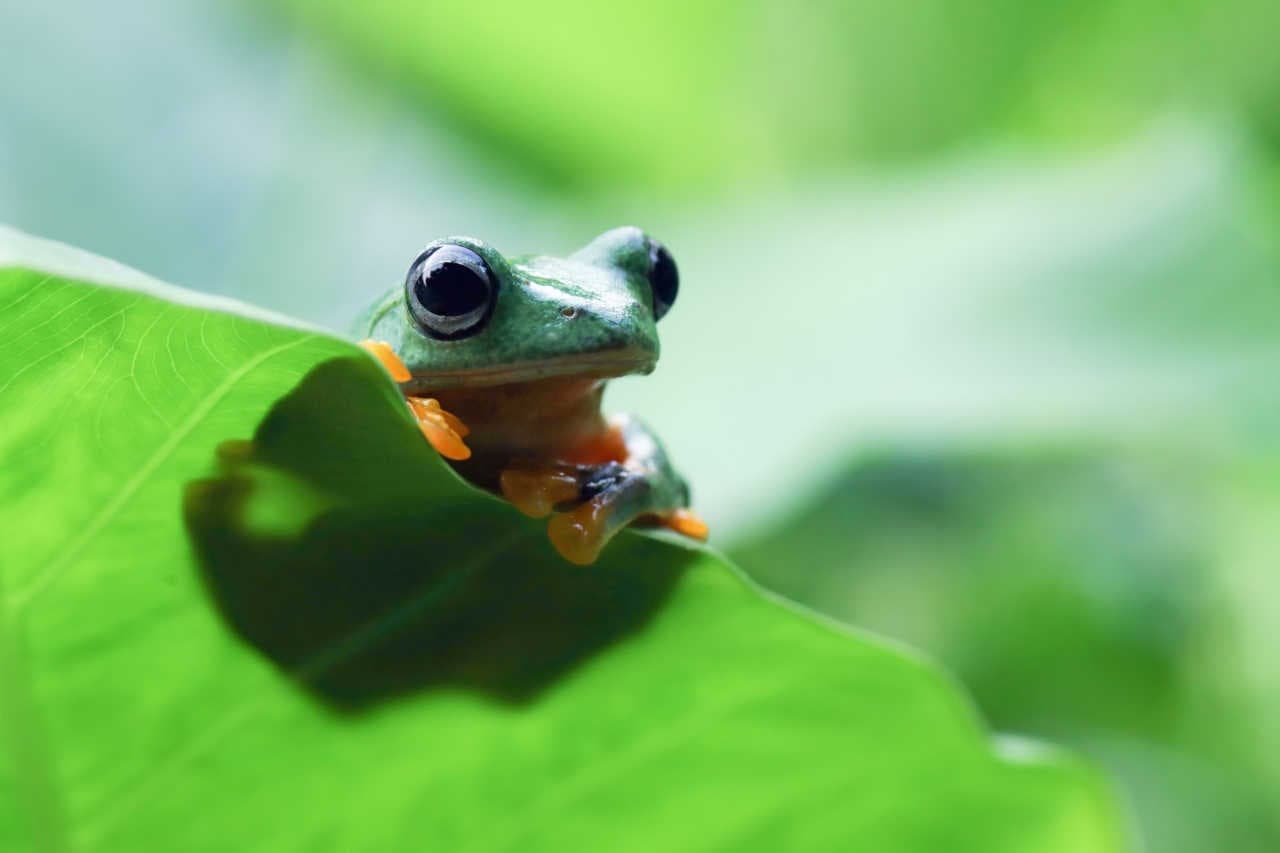 Percezione del rischio legato alla perdita di biodiversità