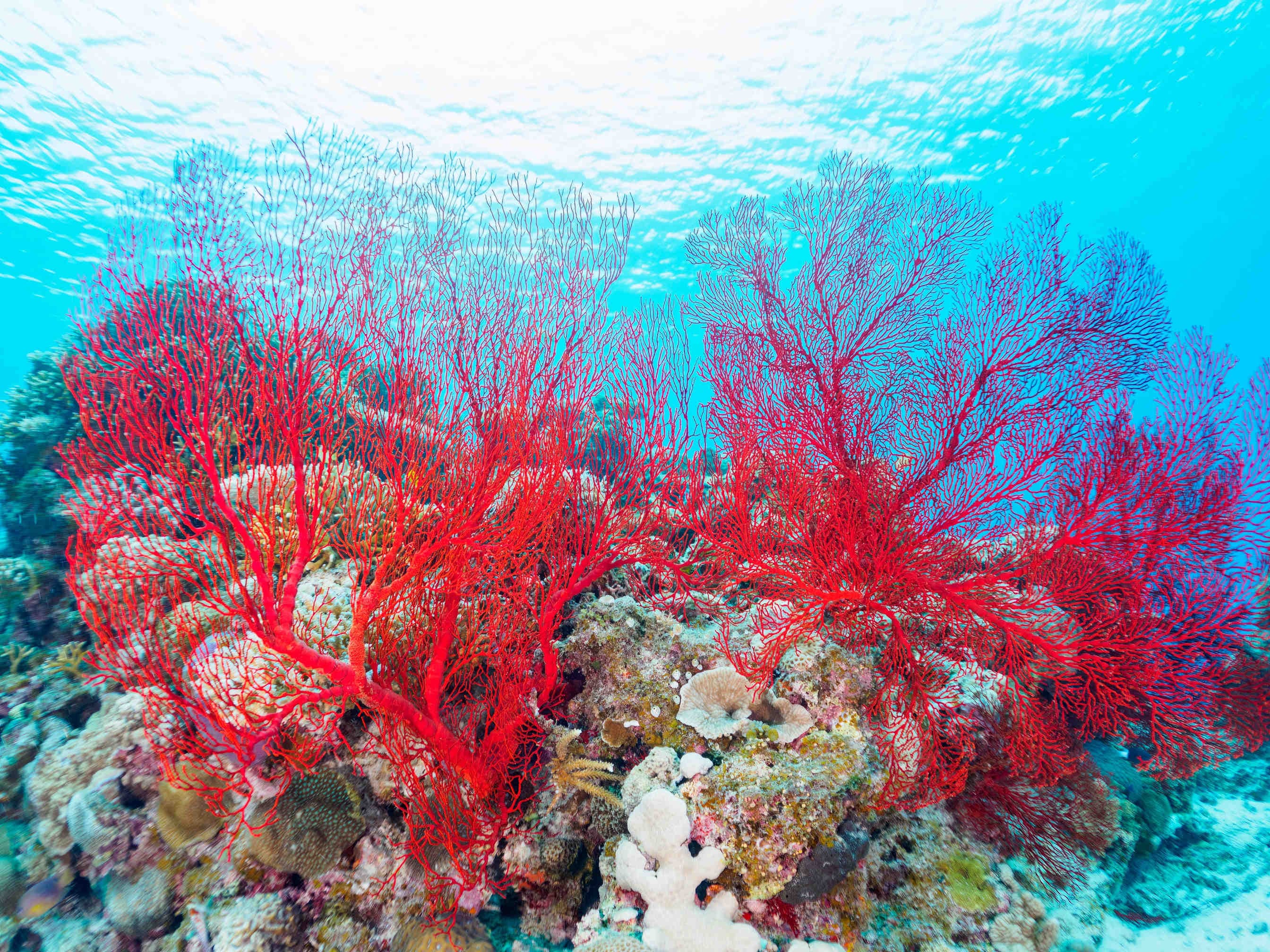 gorgonia