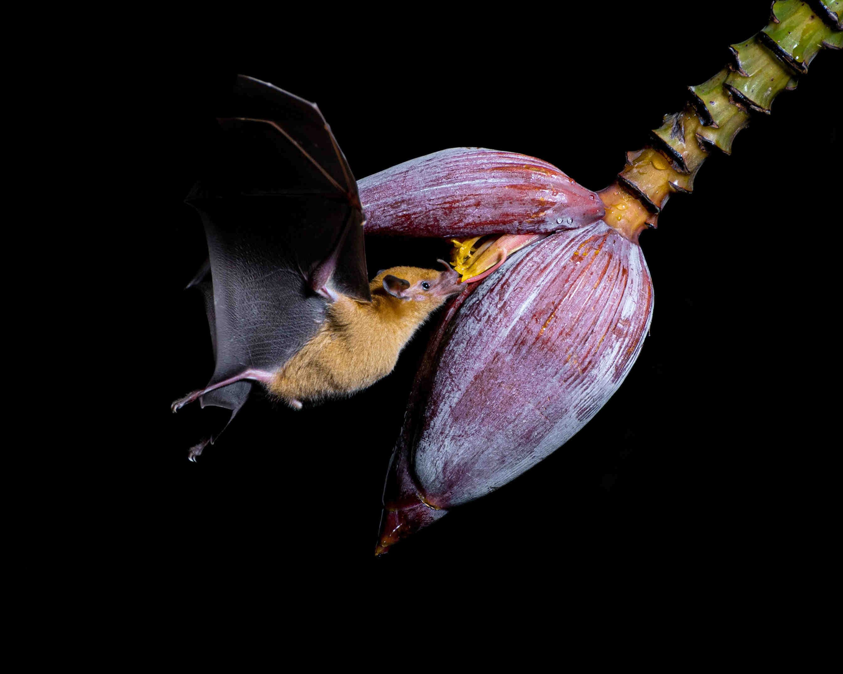 pipistrello