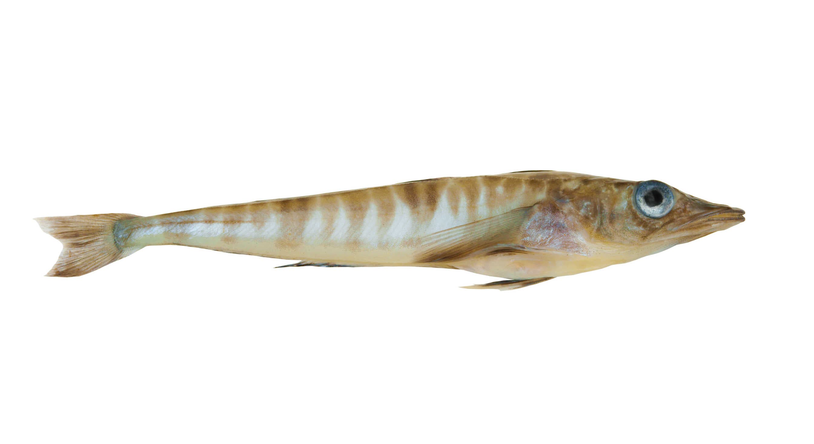 The incredible ice fish