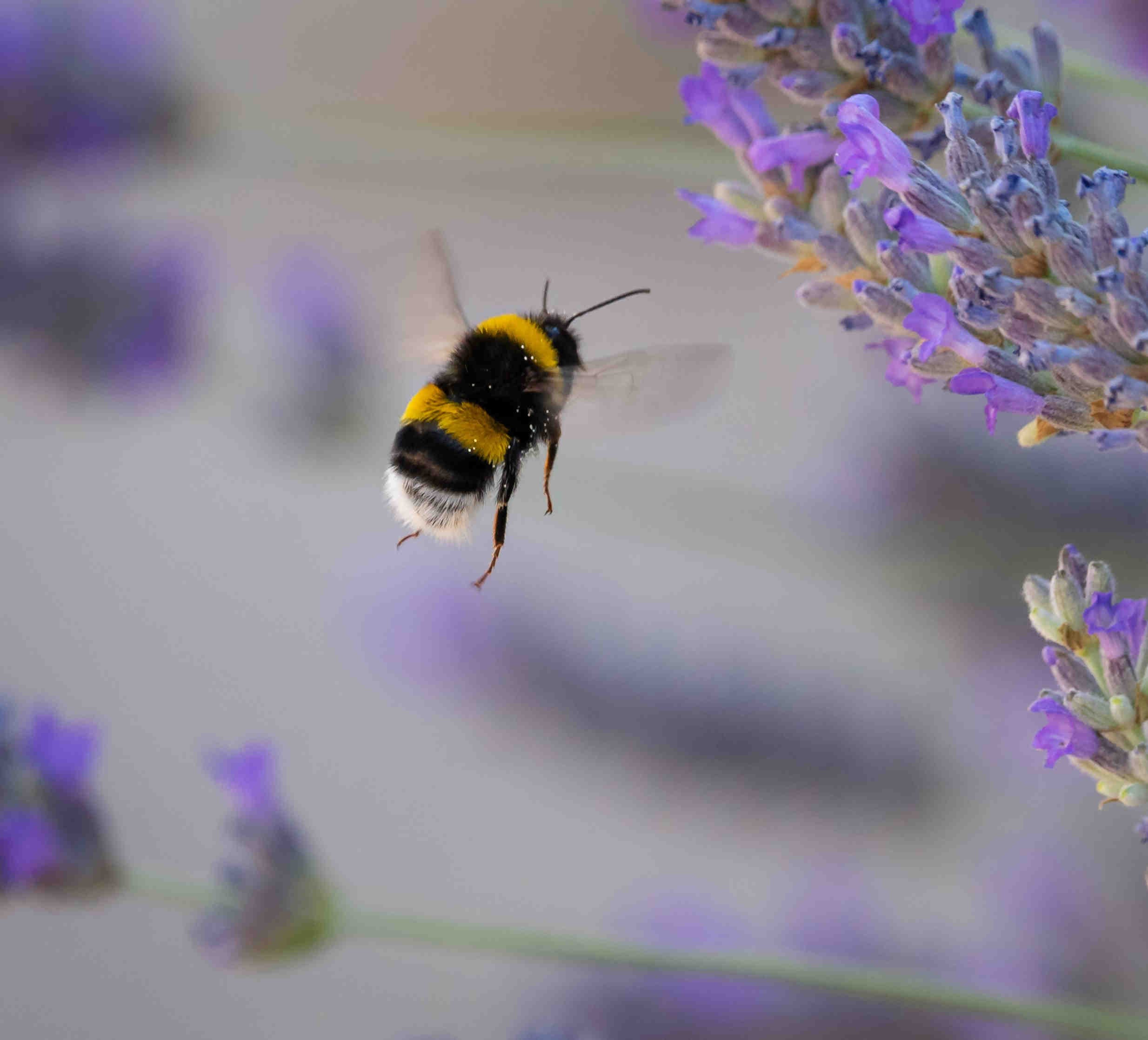 bombo 3bee