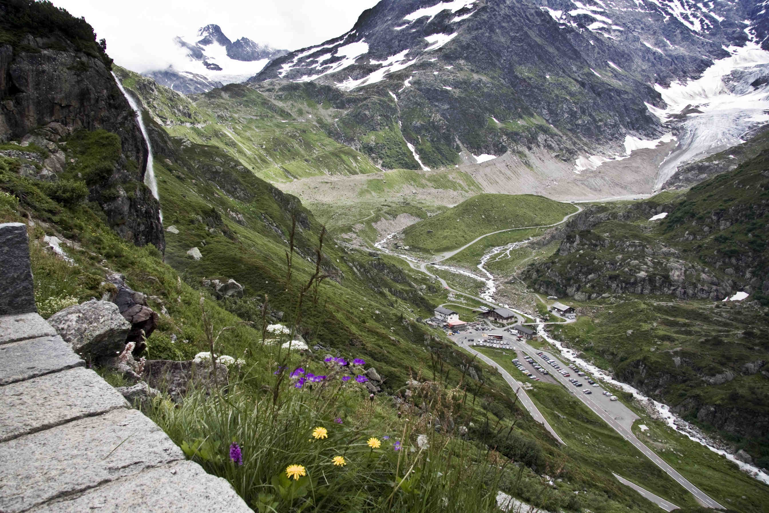 montagna flora