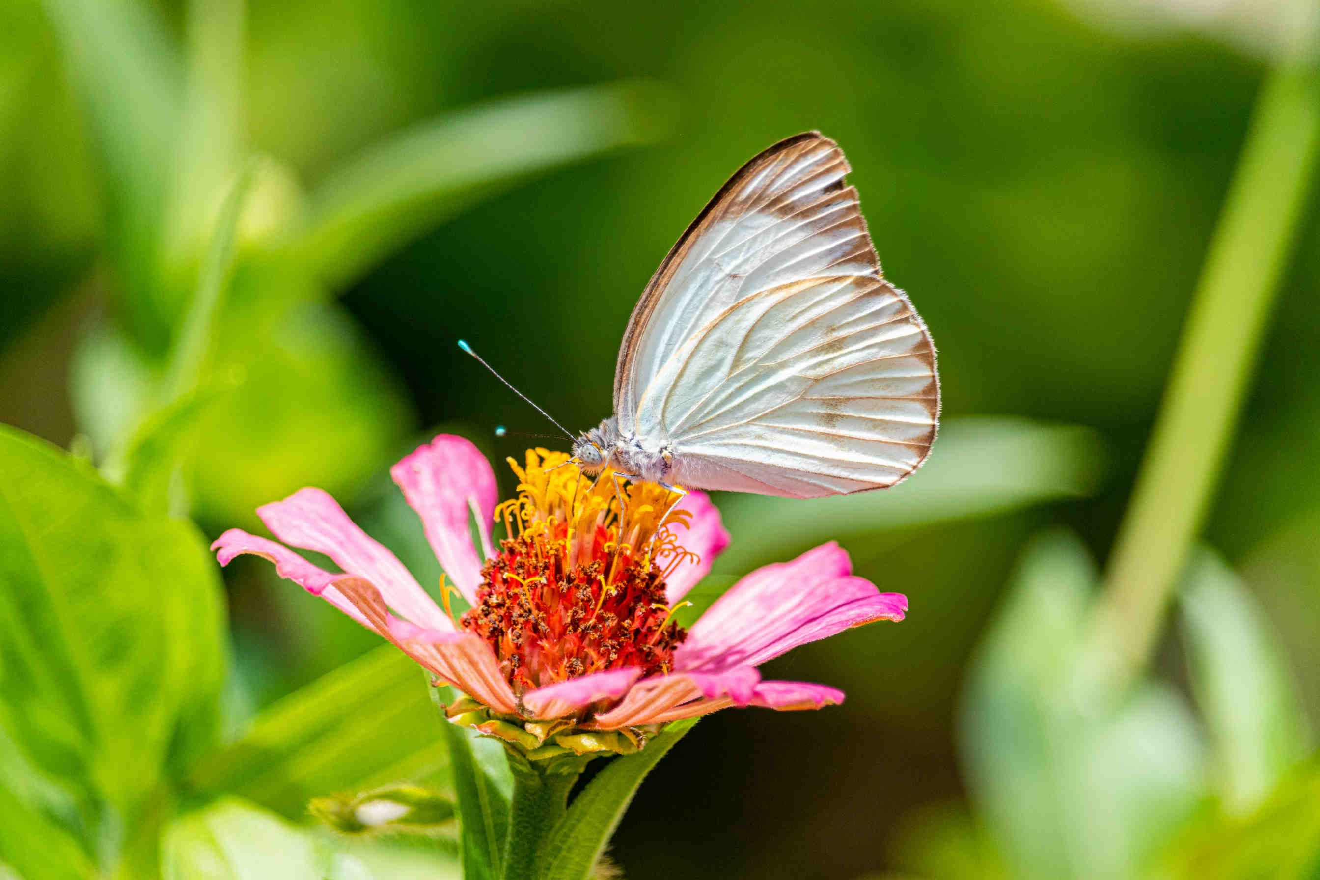 Biodiversity alarm: an exponential decline