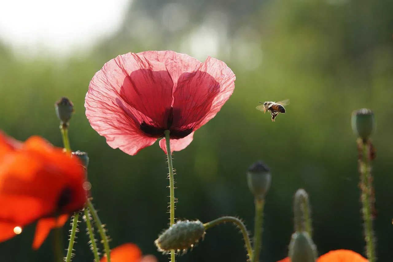 Im Bienenstock: Die Drohnen