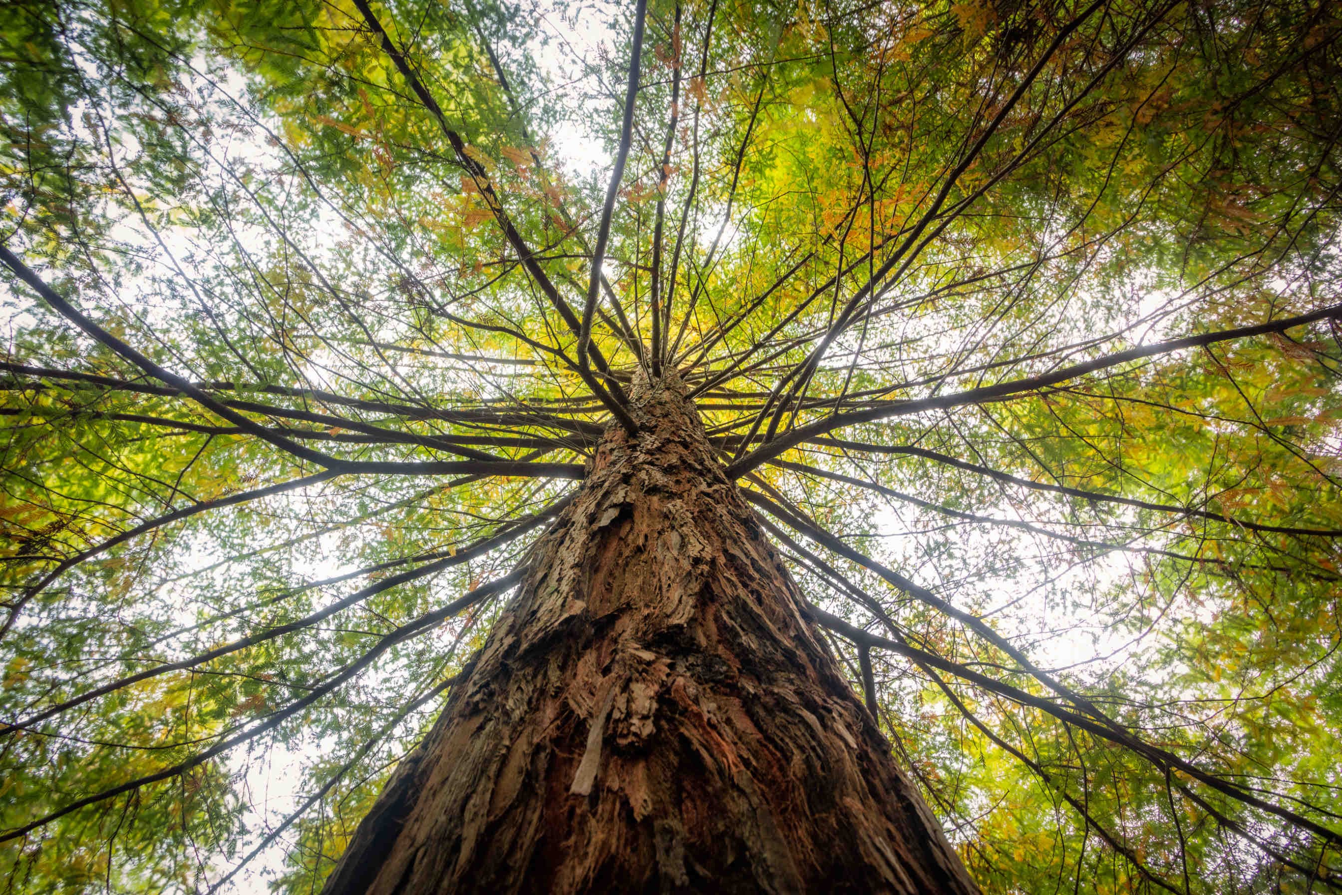 albero