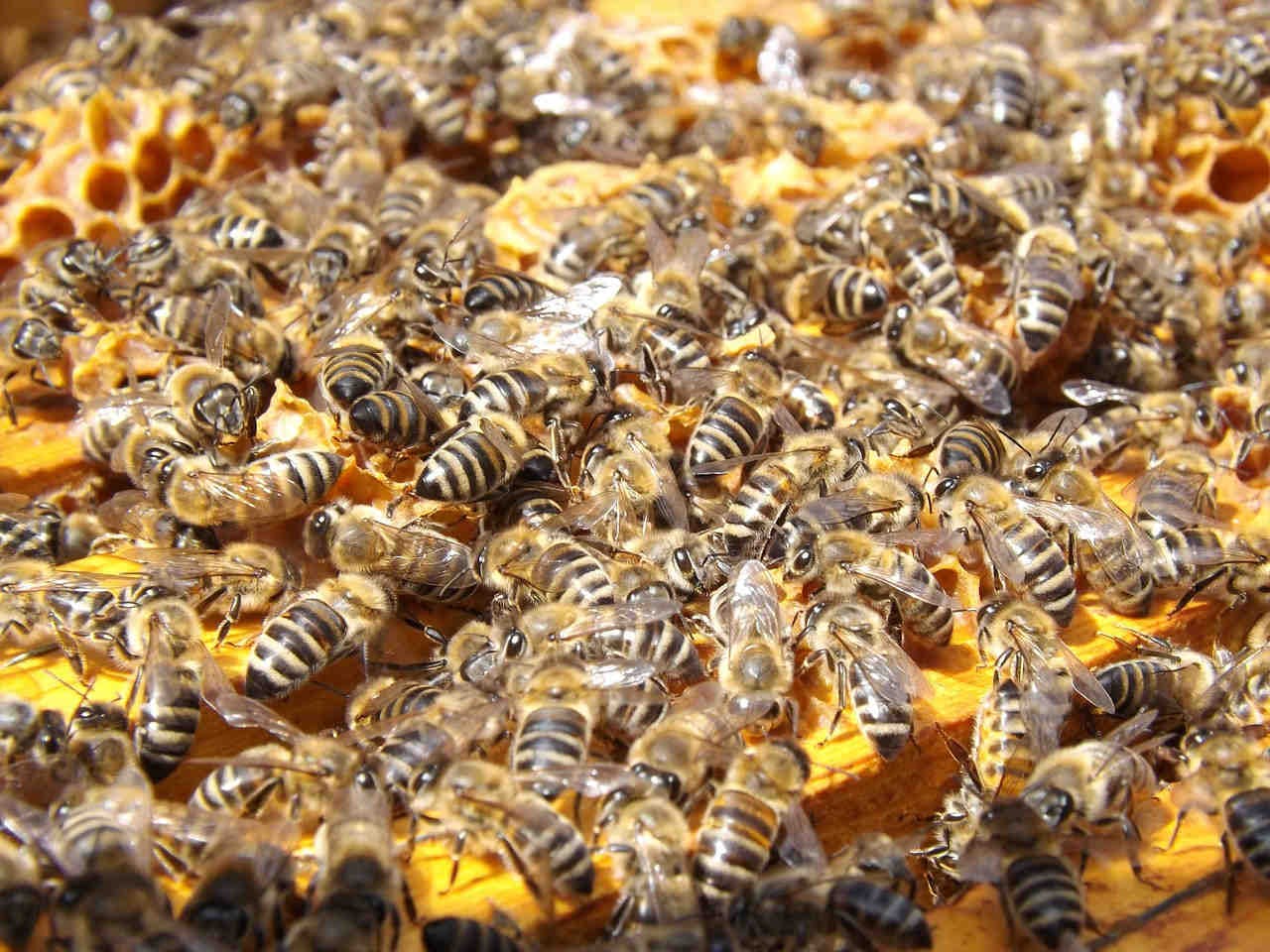 3. Come posizionare l’apiario