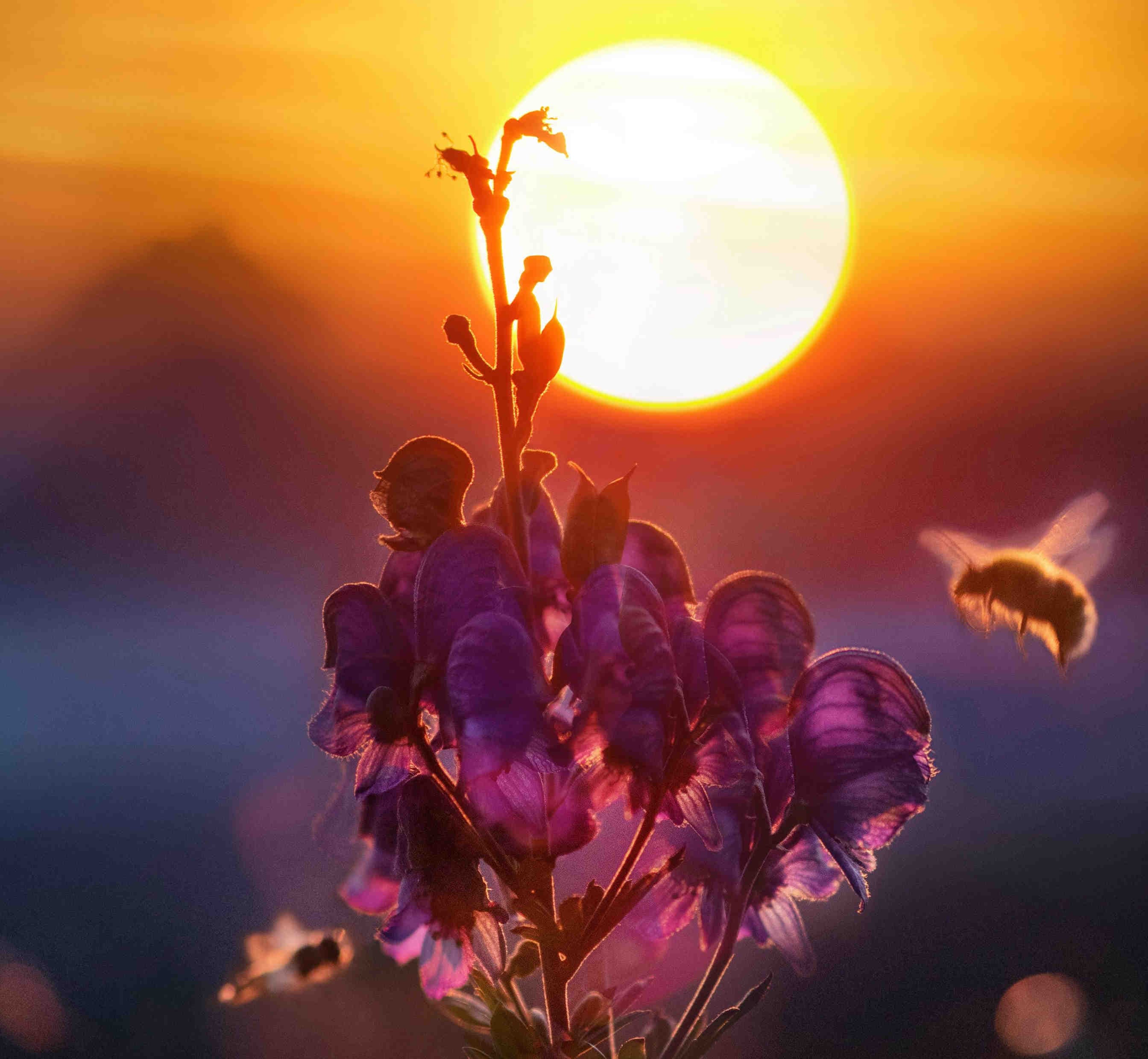 Insects flying at dusk