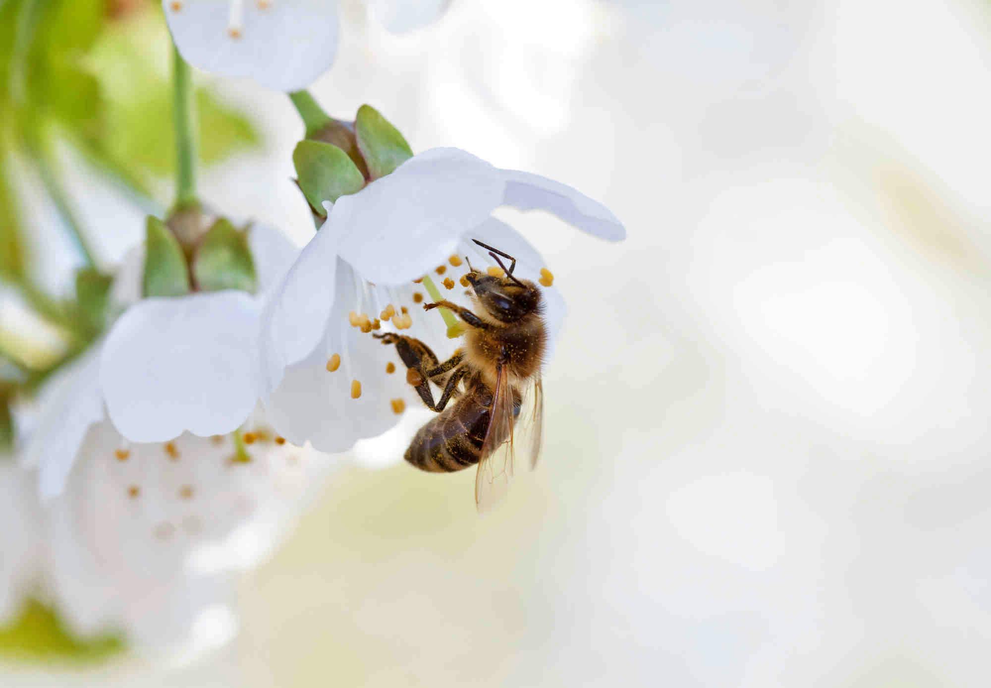 Differenze fra api da miele e api solitarie