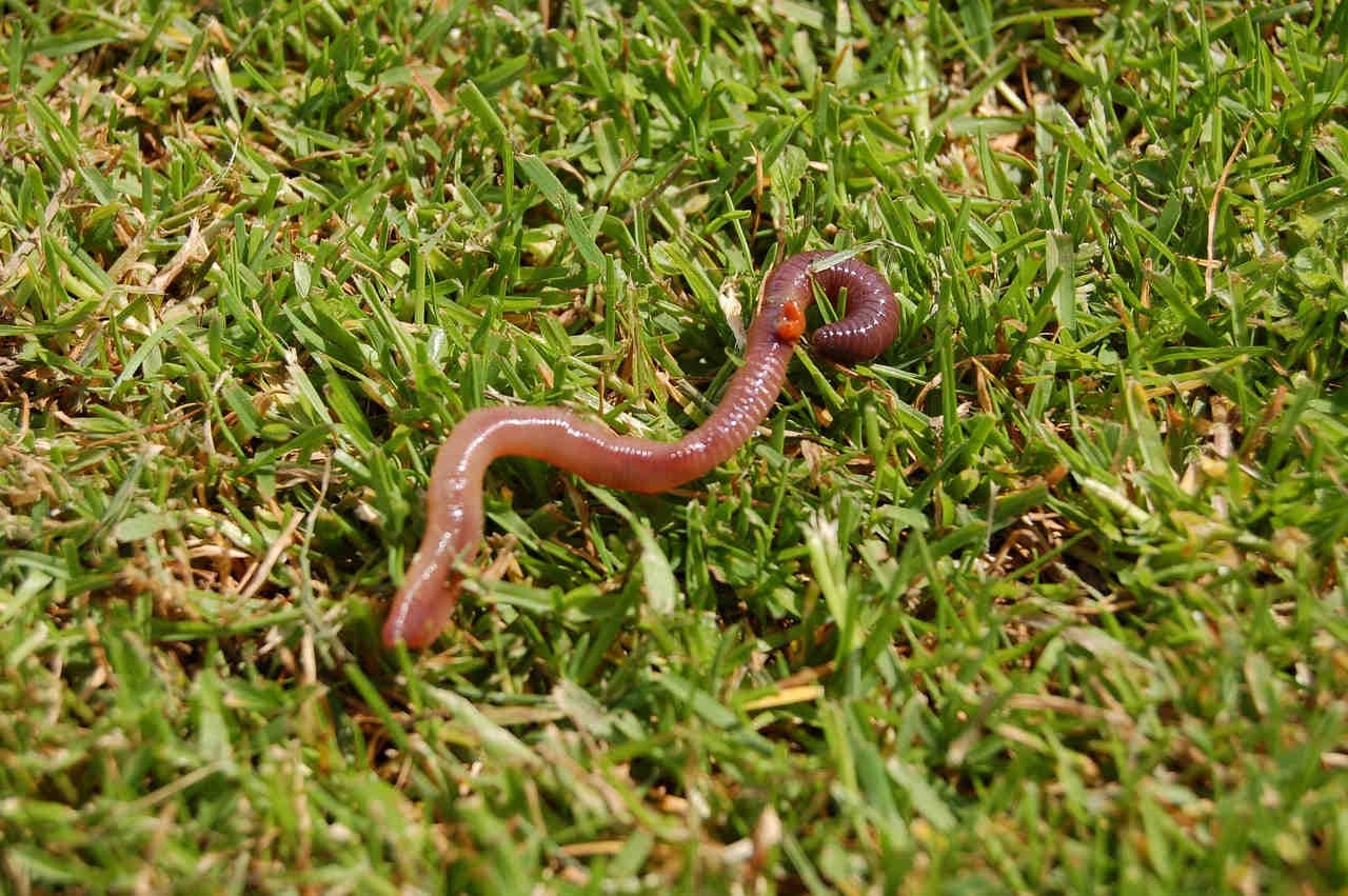 Wurm