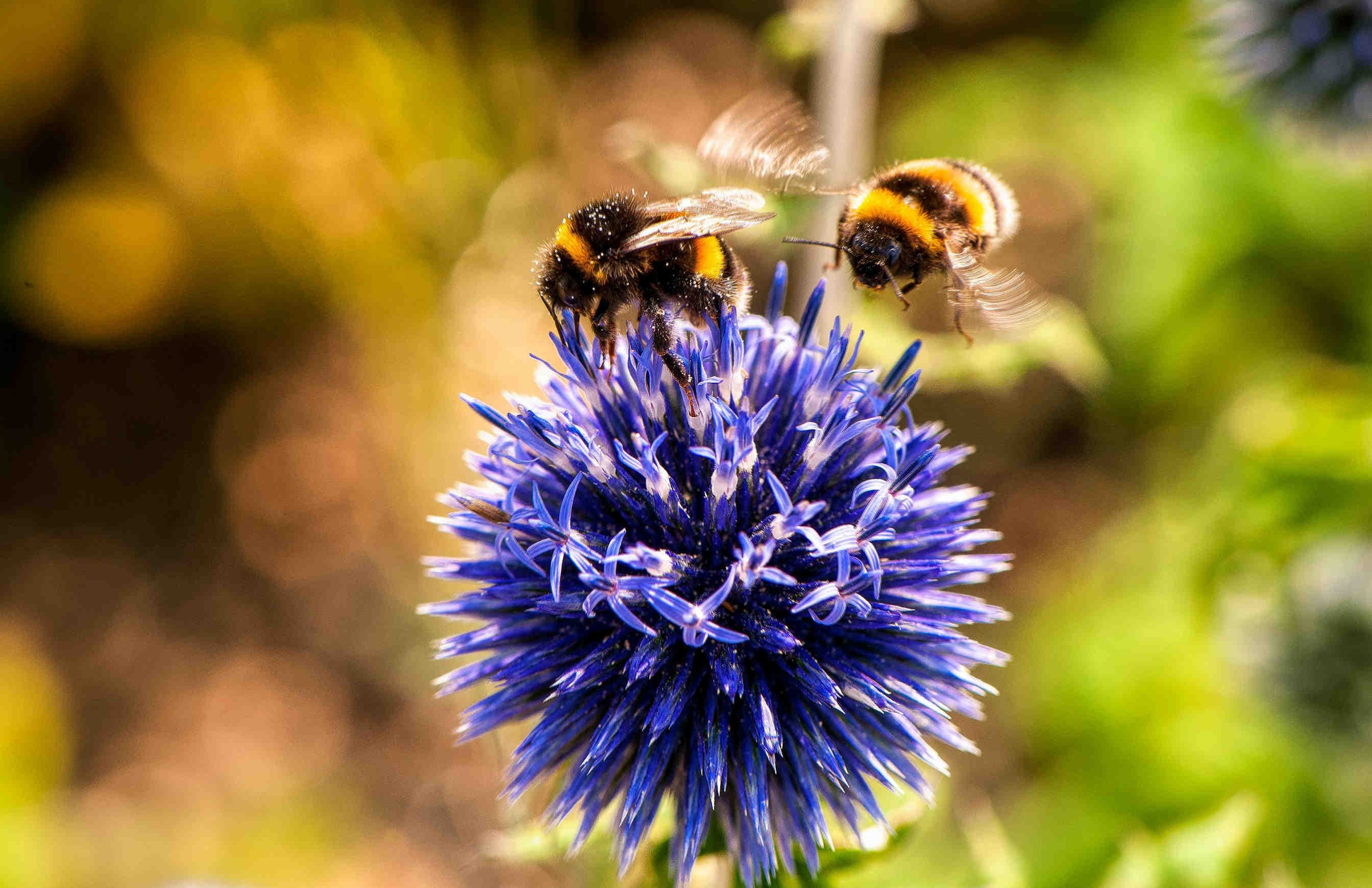 Bombus_terrestris_bombo
