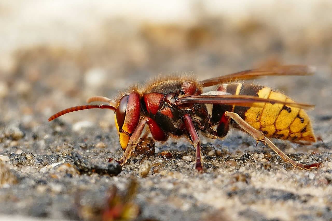 vespide