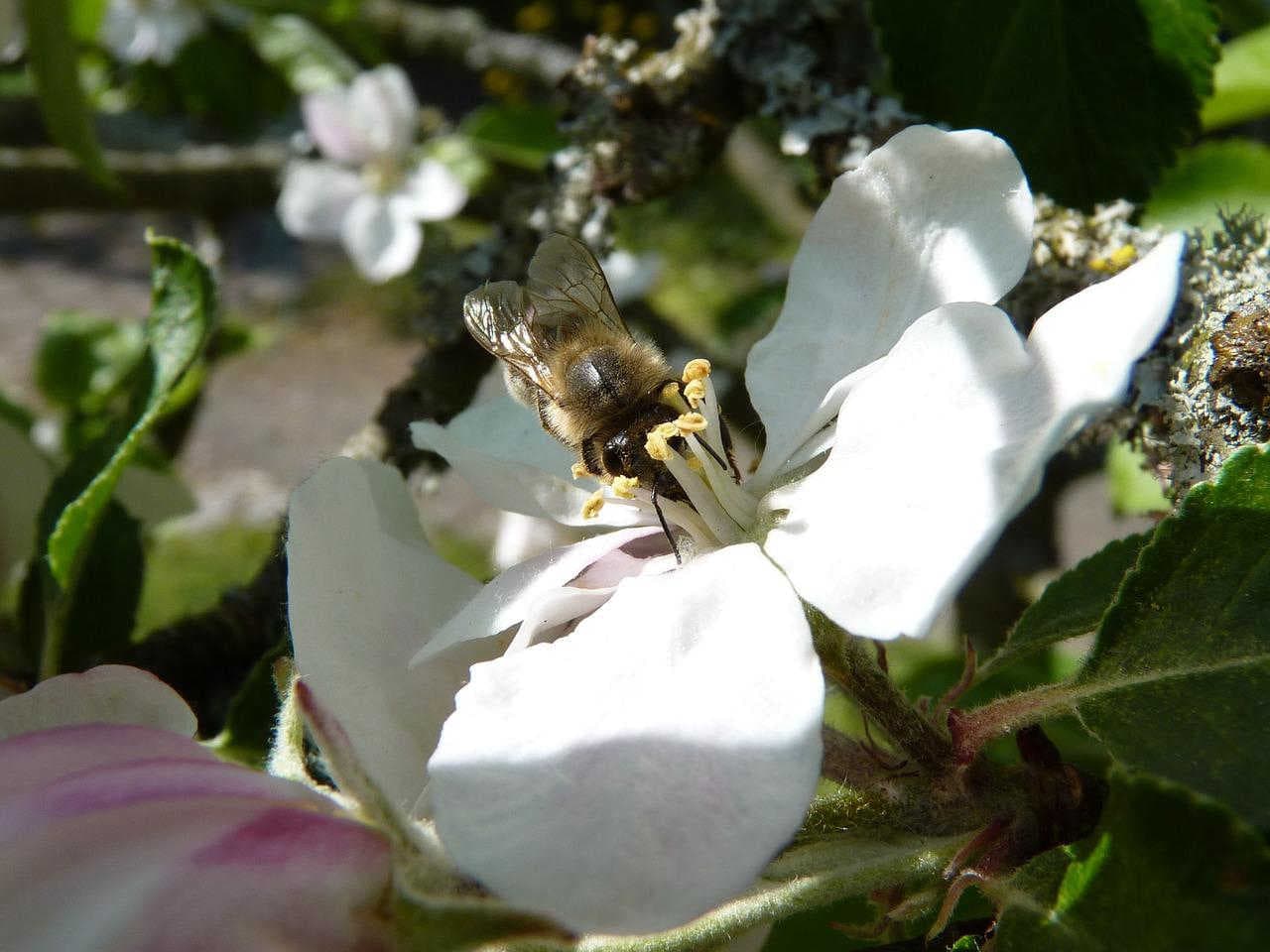 Wie verteidigt man einen Bienenstock gegen äußere Feinde?