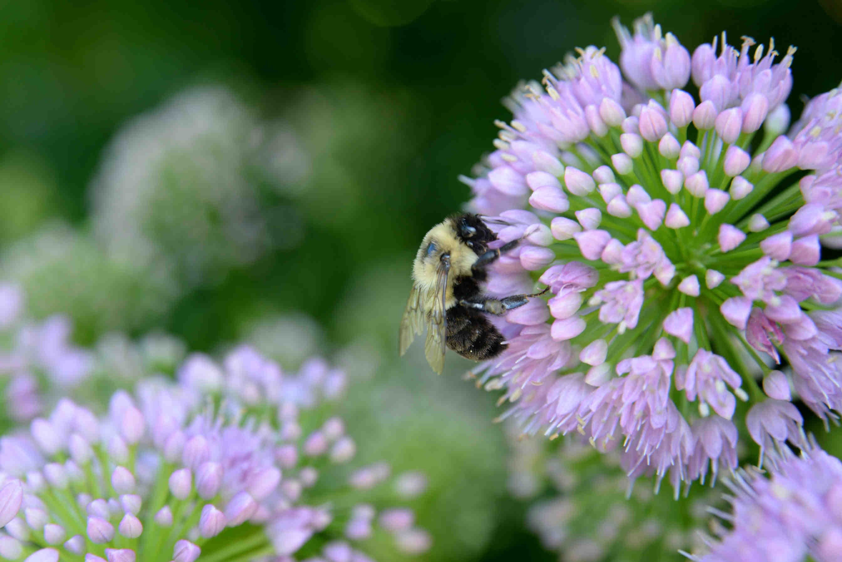 Was ist das Pollinator Monitoring Scheme?