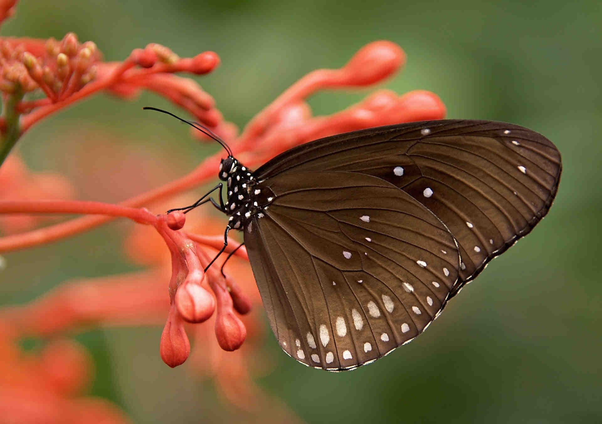 farfalla