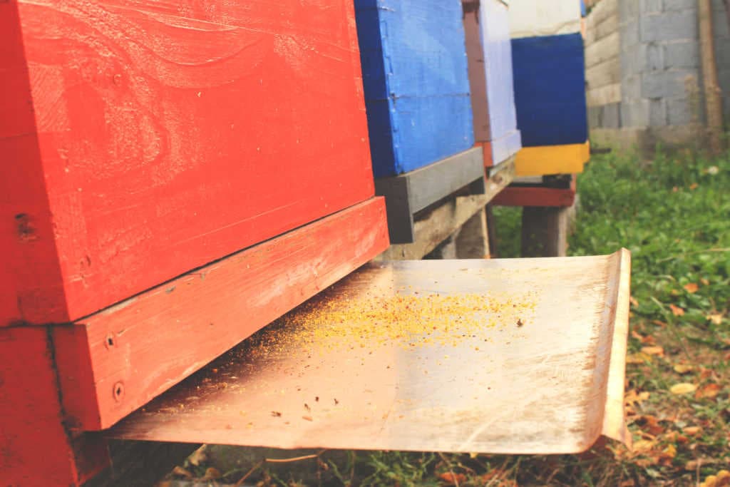 Svernamento e infestazione di varroa