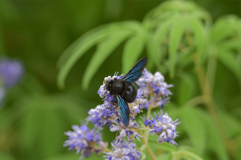 xylocopa violacea