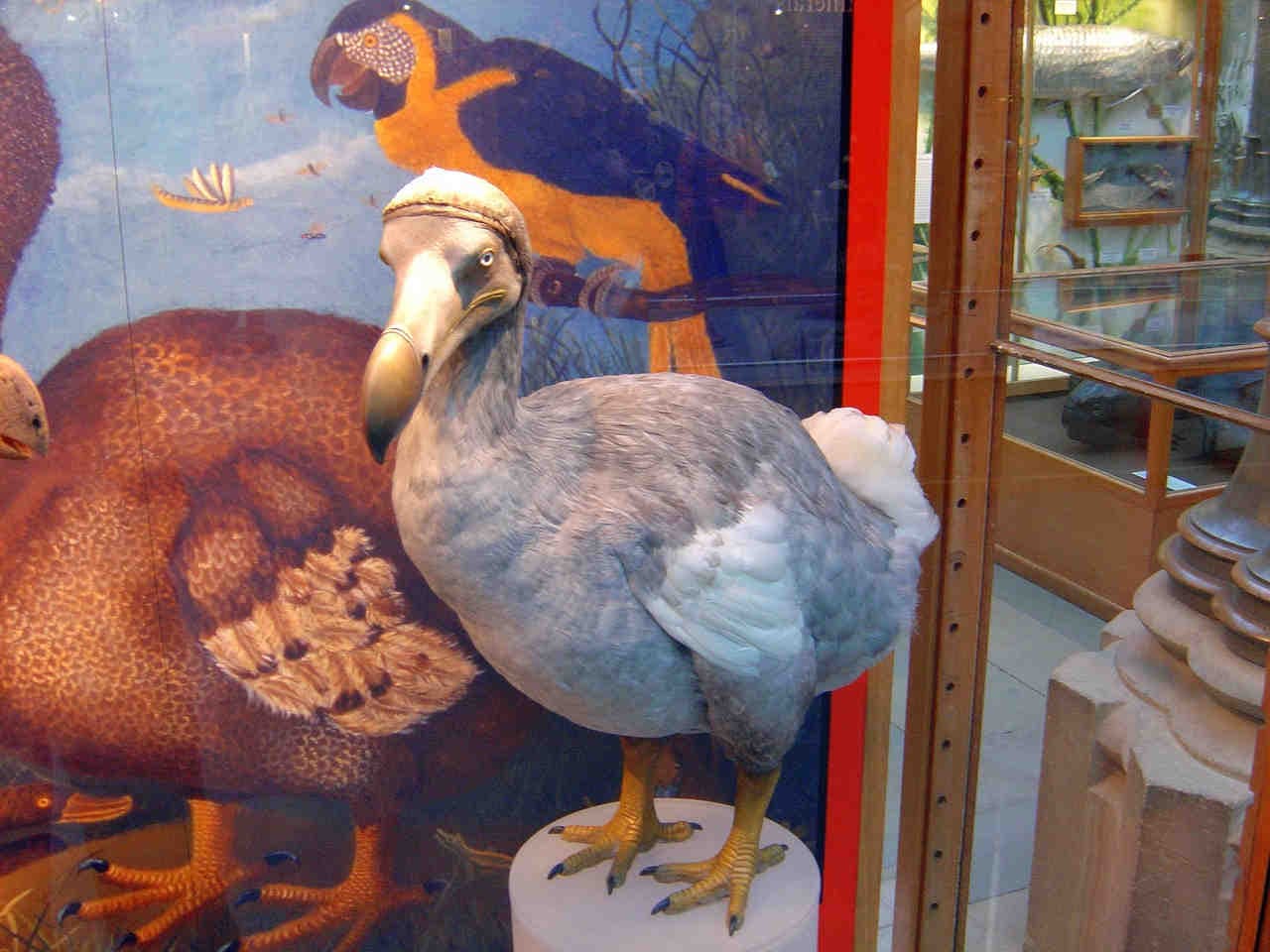 Dodo