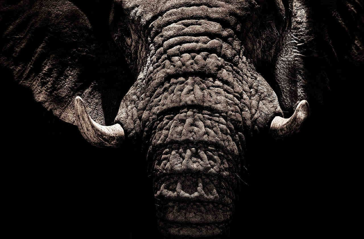 Elefante