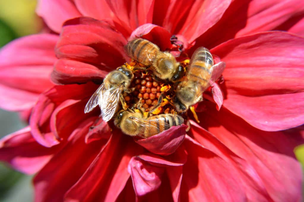 A 3Bee beehive, the perfect gift for Valentine's Day