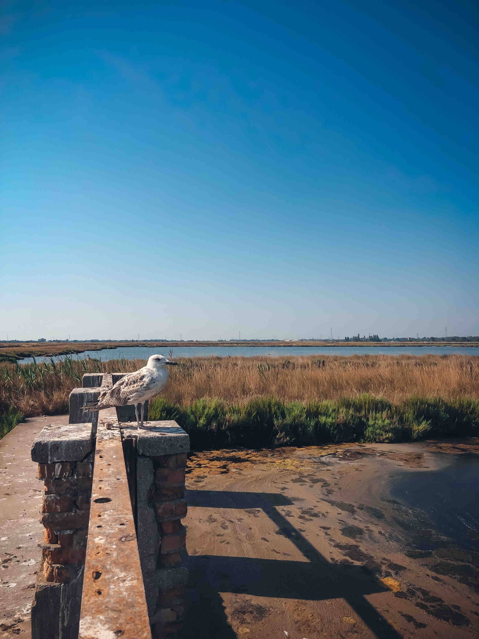 Valli_Comacchio
