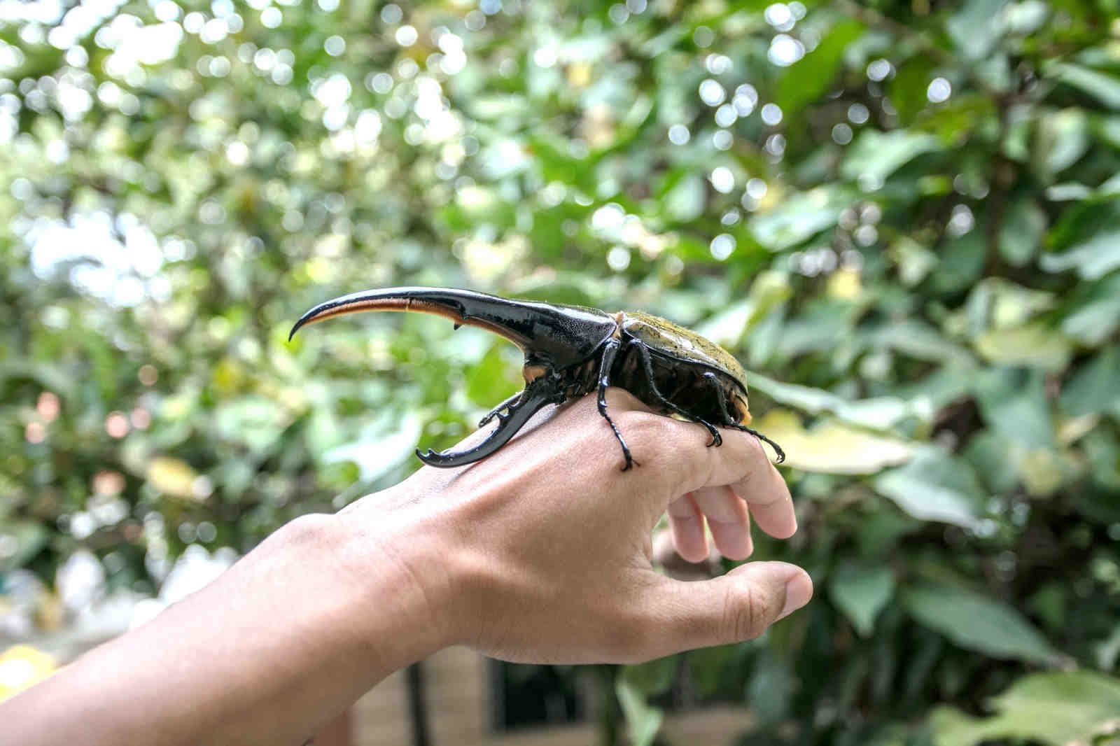 Dynastes_hercules