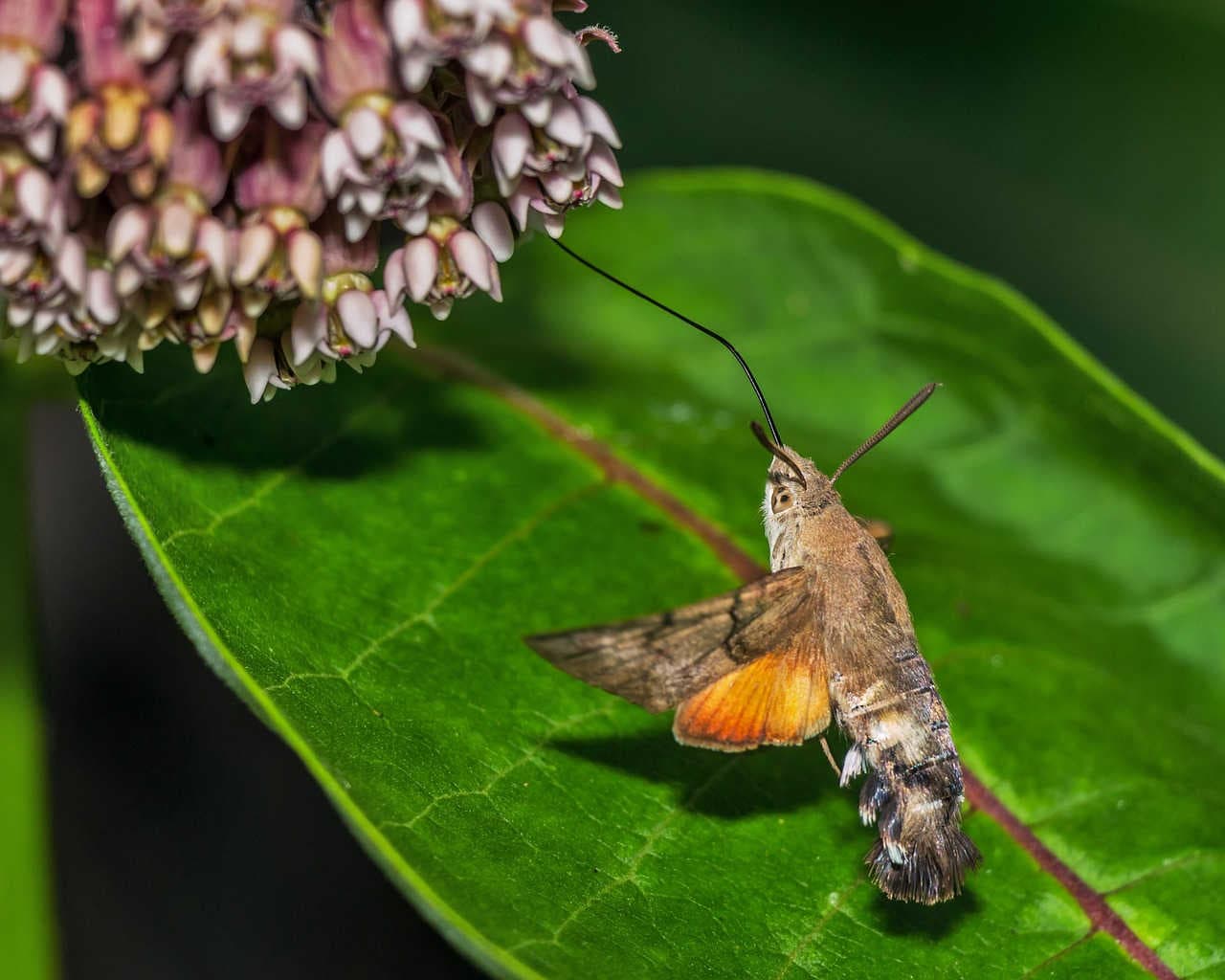 macroglossum stellatarum