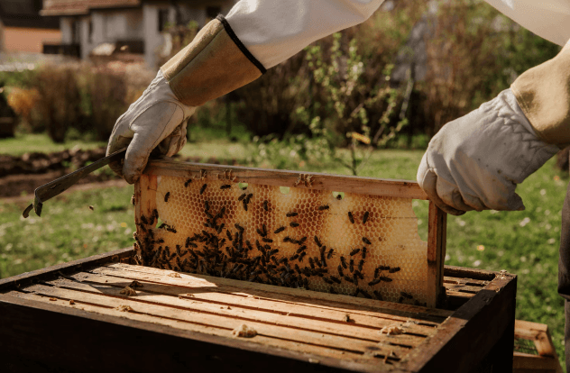 3Bee system for beekeeping