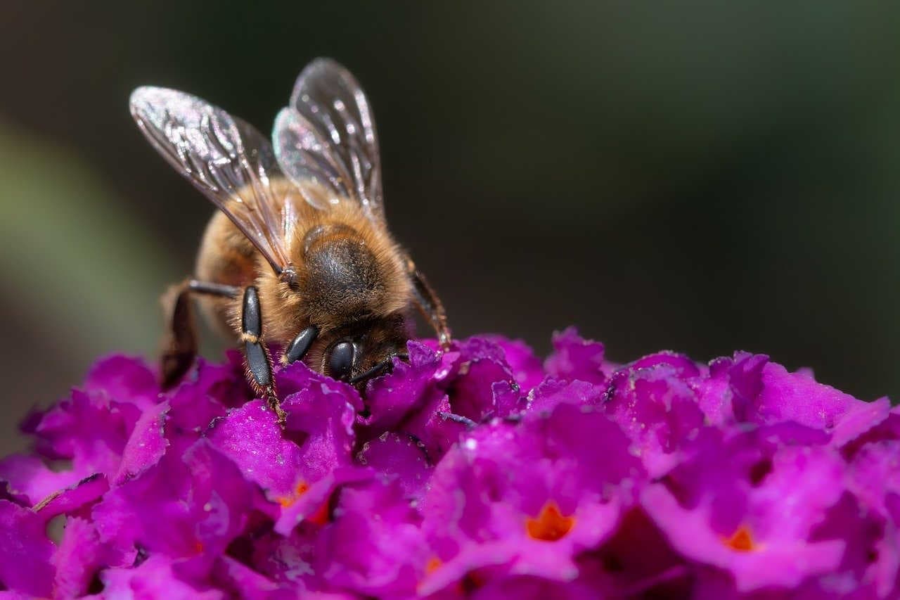 impollinatore