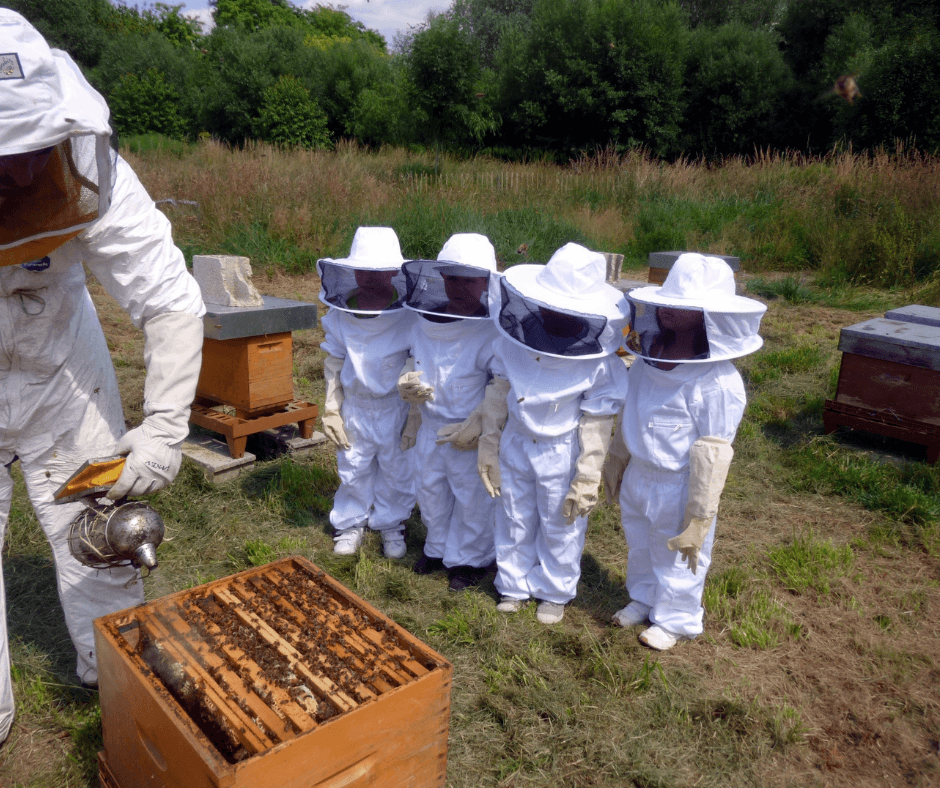 Taking Beekeeping Courses