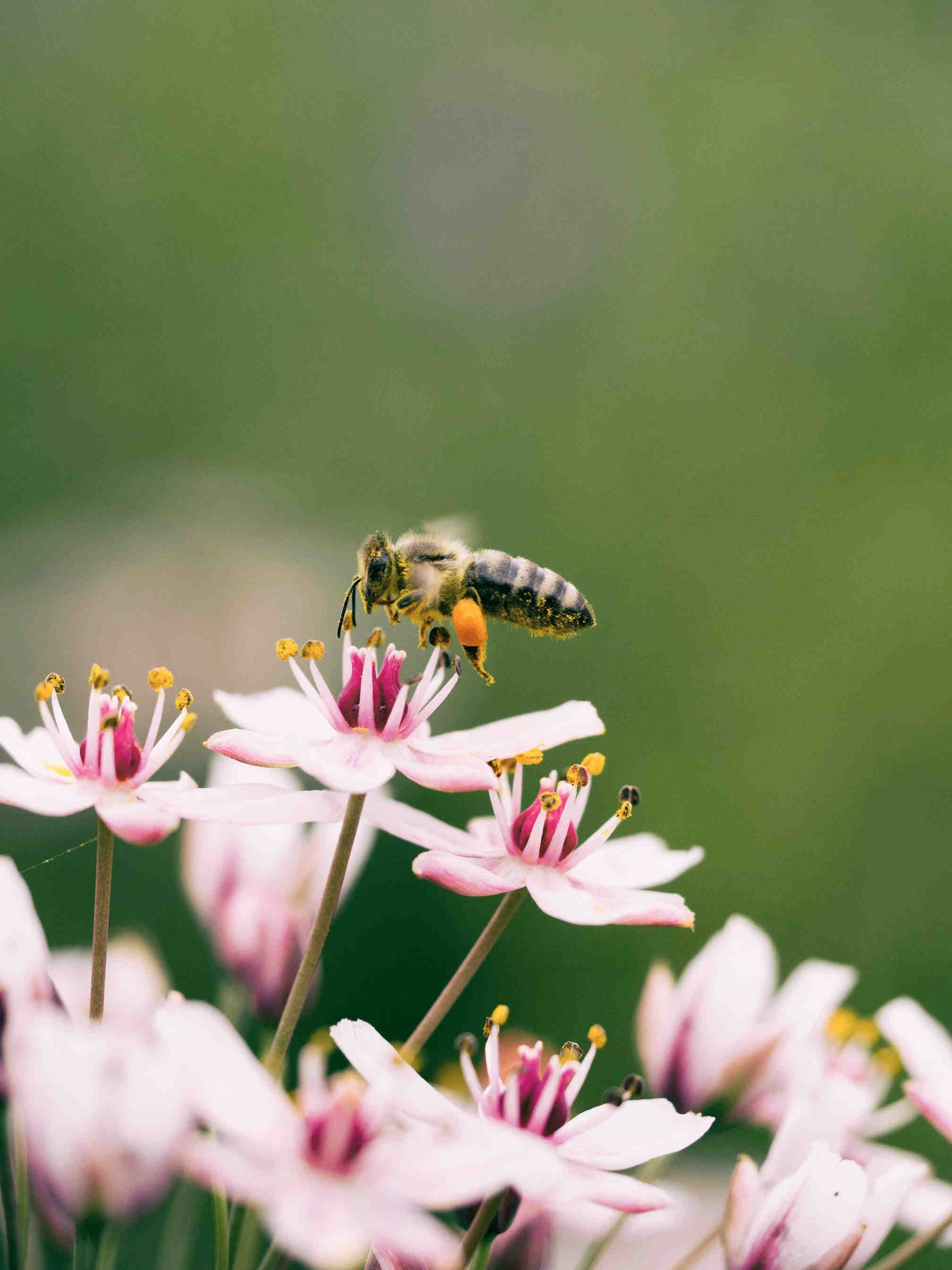 3bee-blog-la-rigerenazione-non-si-ferma-qui