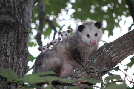 tanatosi uccelli e mammiferi opossum della virginia