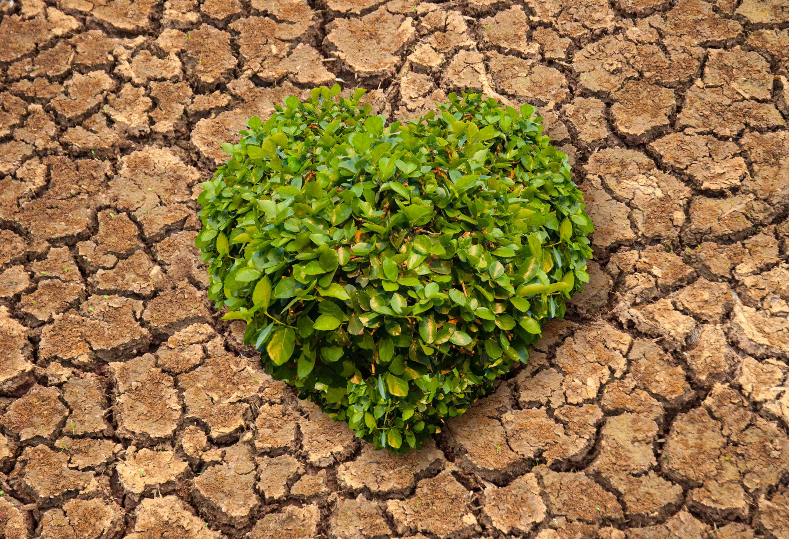cuore verde
