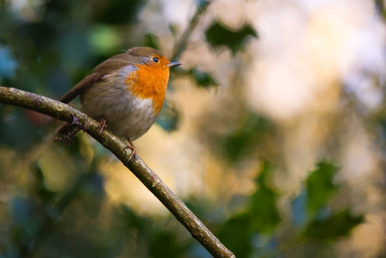 agrifoglio per la biodiversità