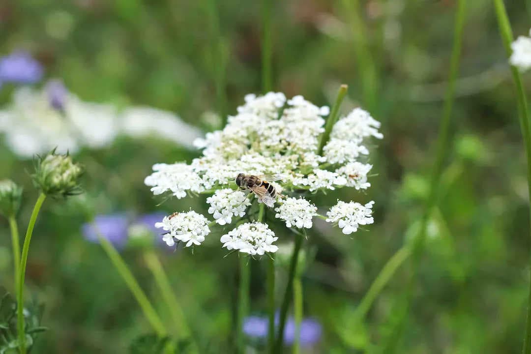 Comment naît une reine des abeilles ?