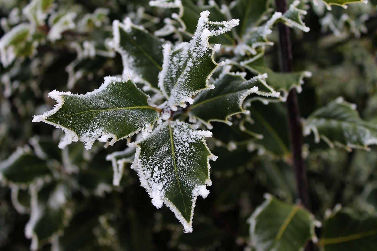 foglie spinose agrifoglio